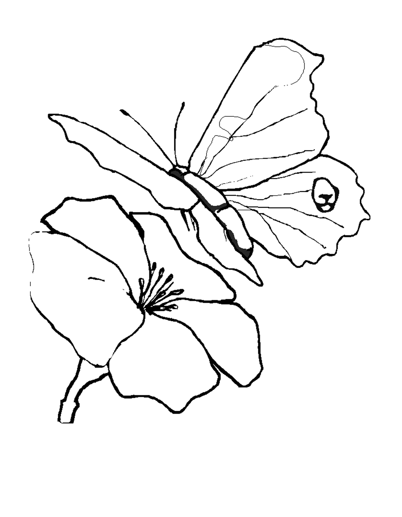papillon 265