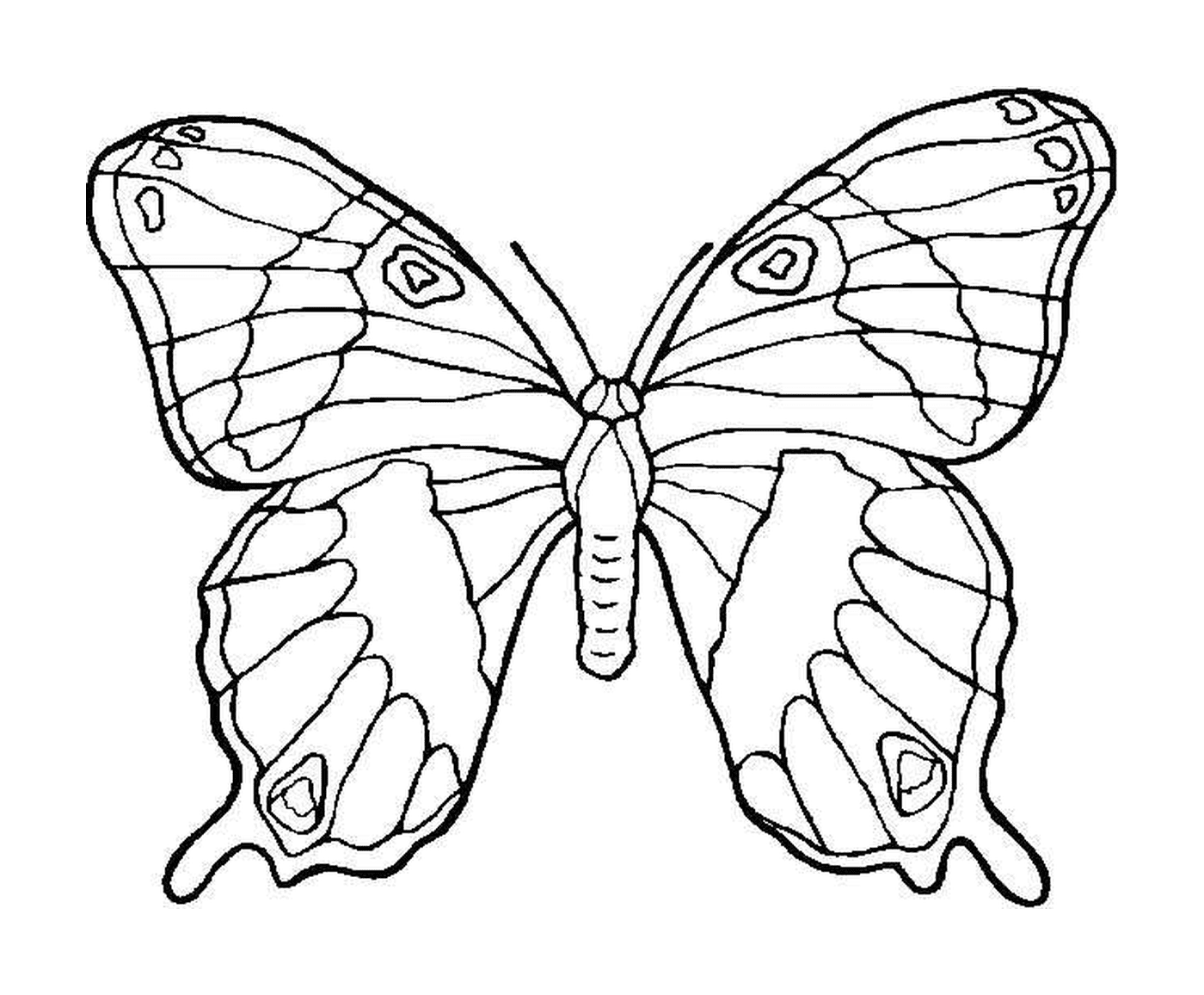 coloriage papillon 41