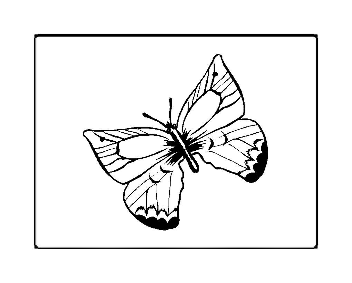 coloriage papillon 45