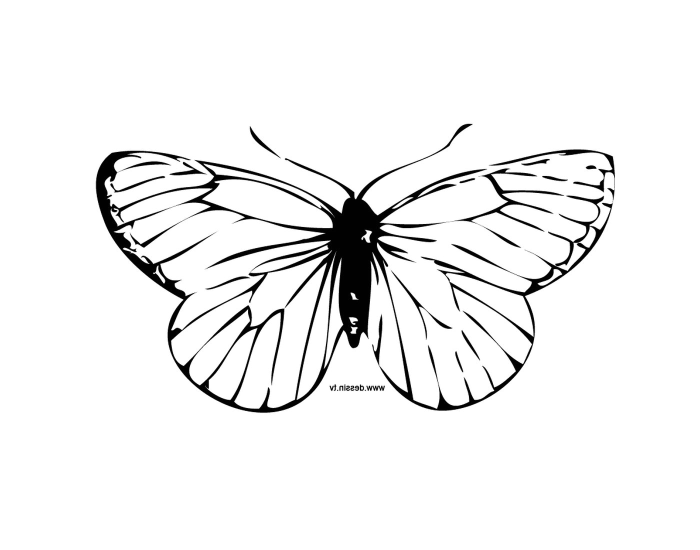 coloriage papillon 14