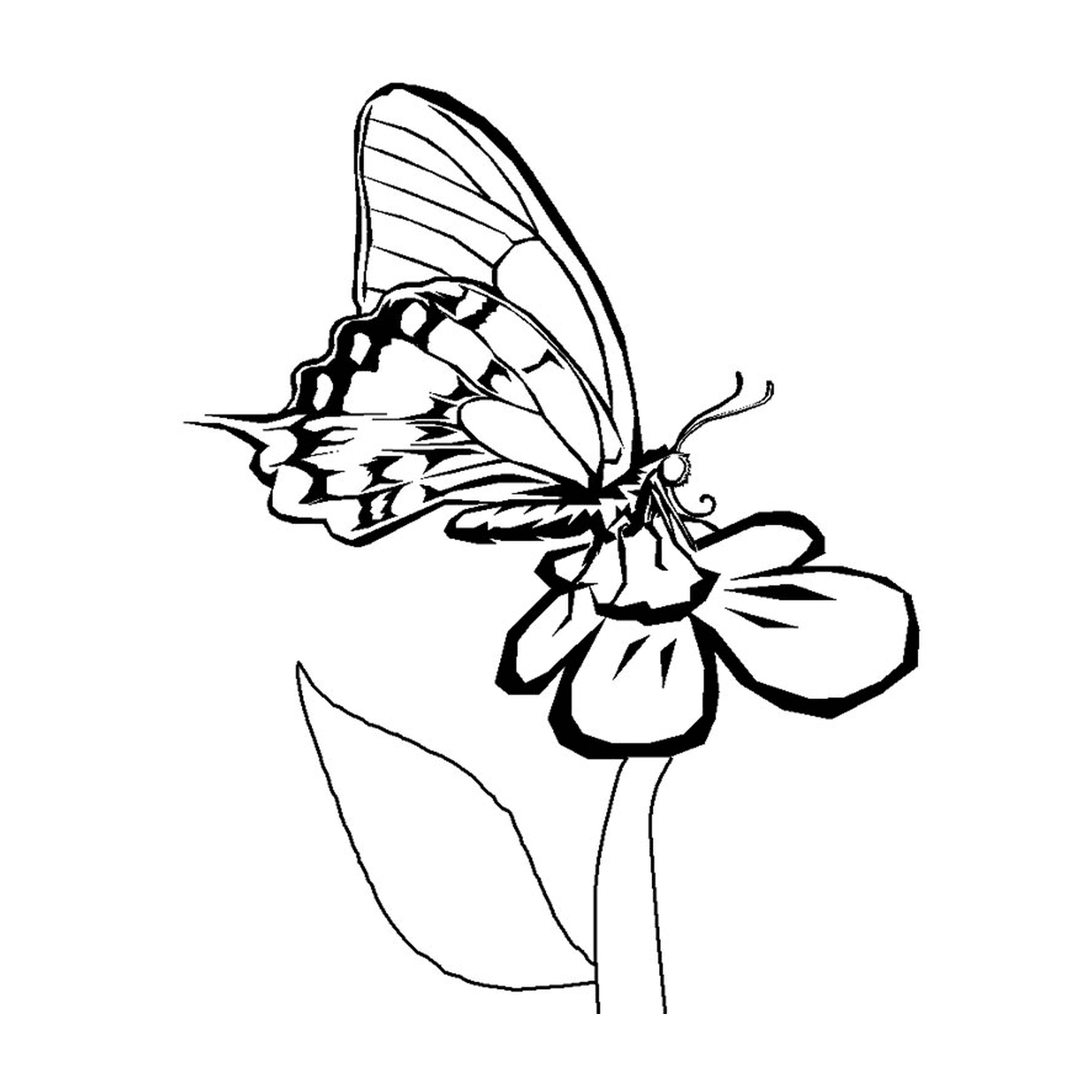 coloriage papillon fleur