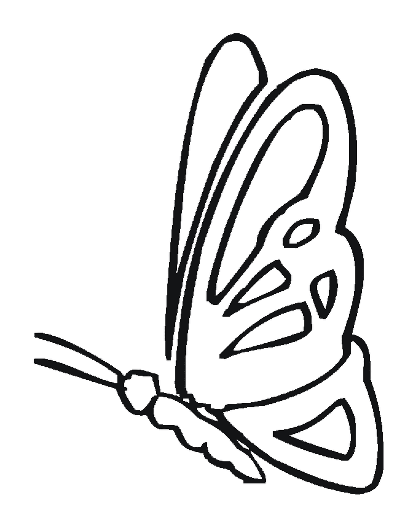 coloriage papillon profil