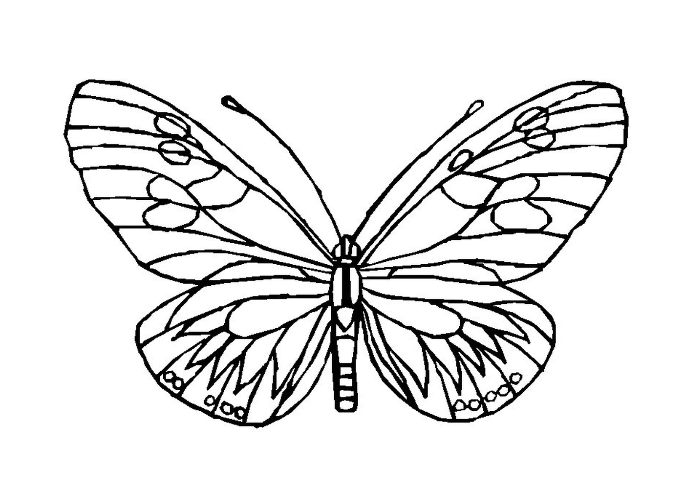 coloriage papillon 148
