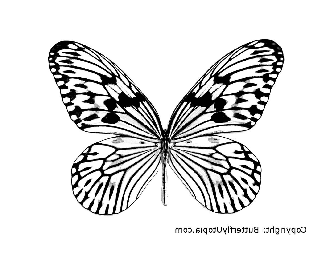 coloriage papillon 5