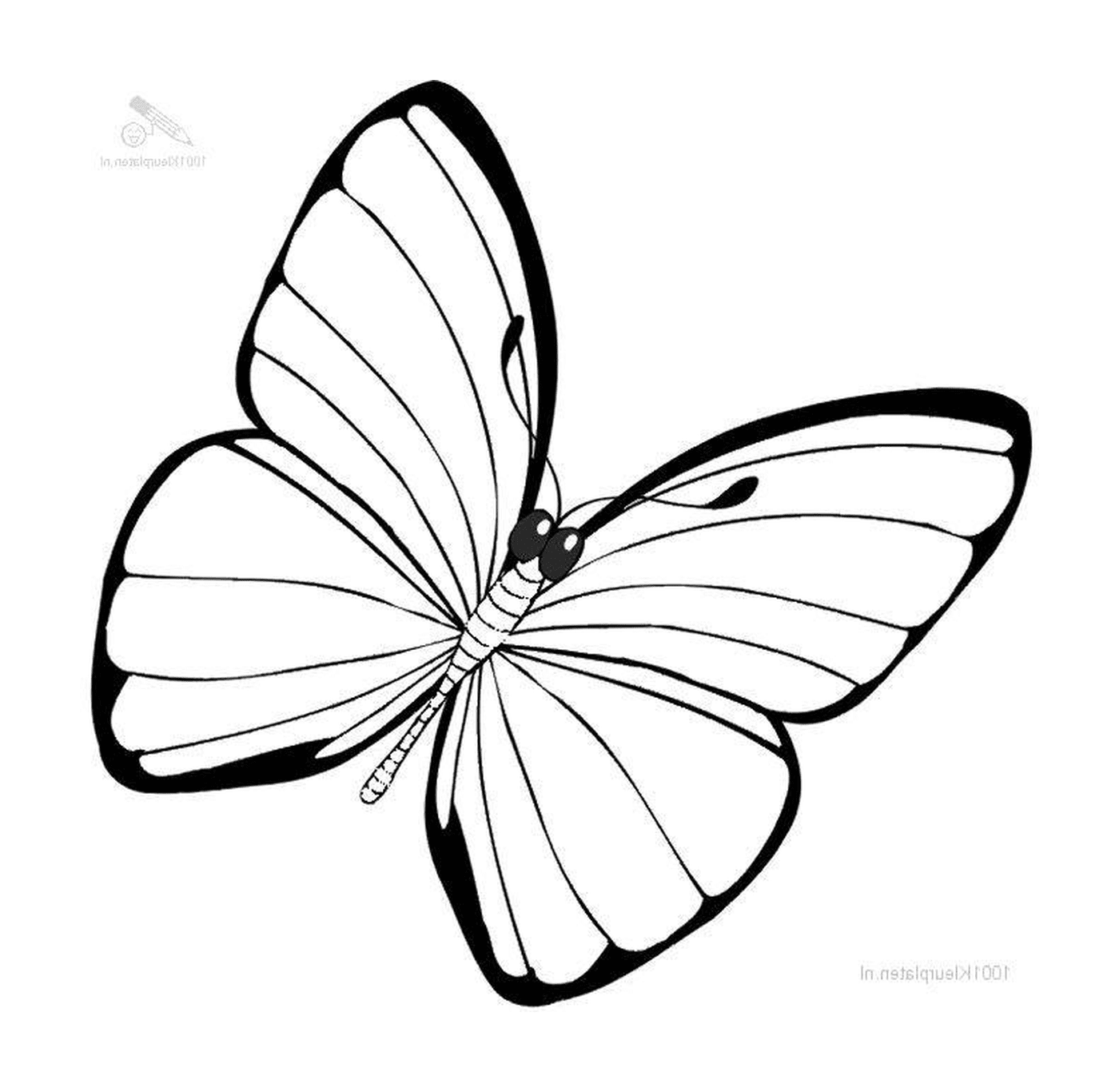 coloriage papillon 37