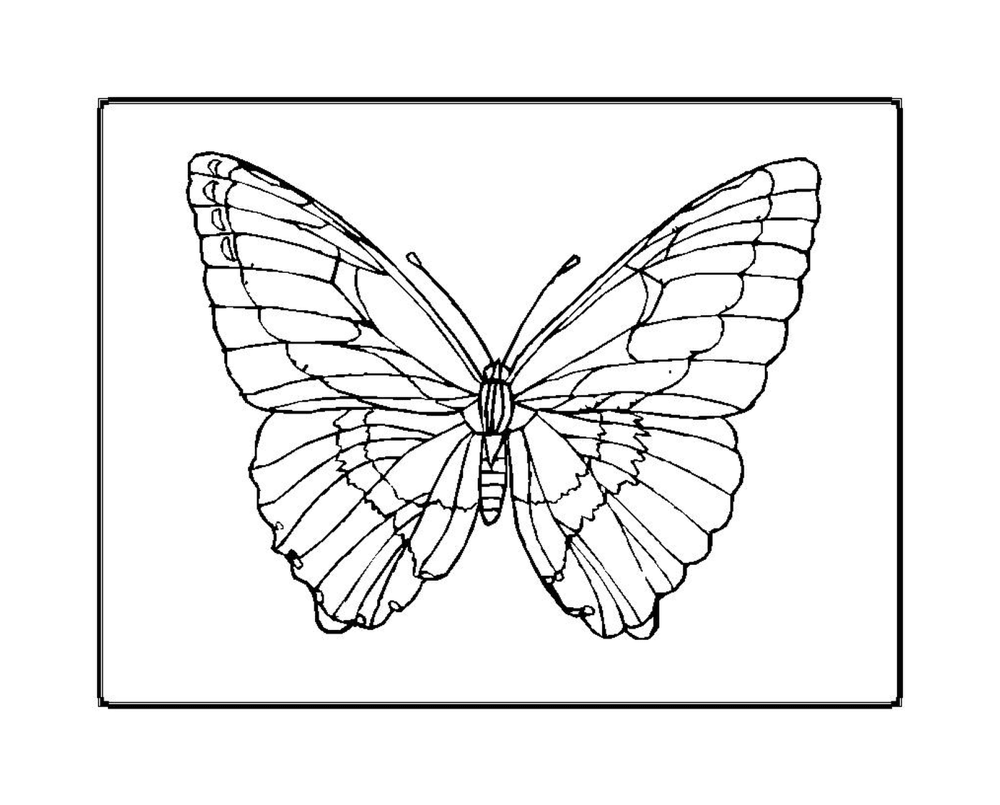 coloriage papillon 12