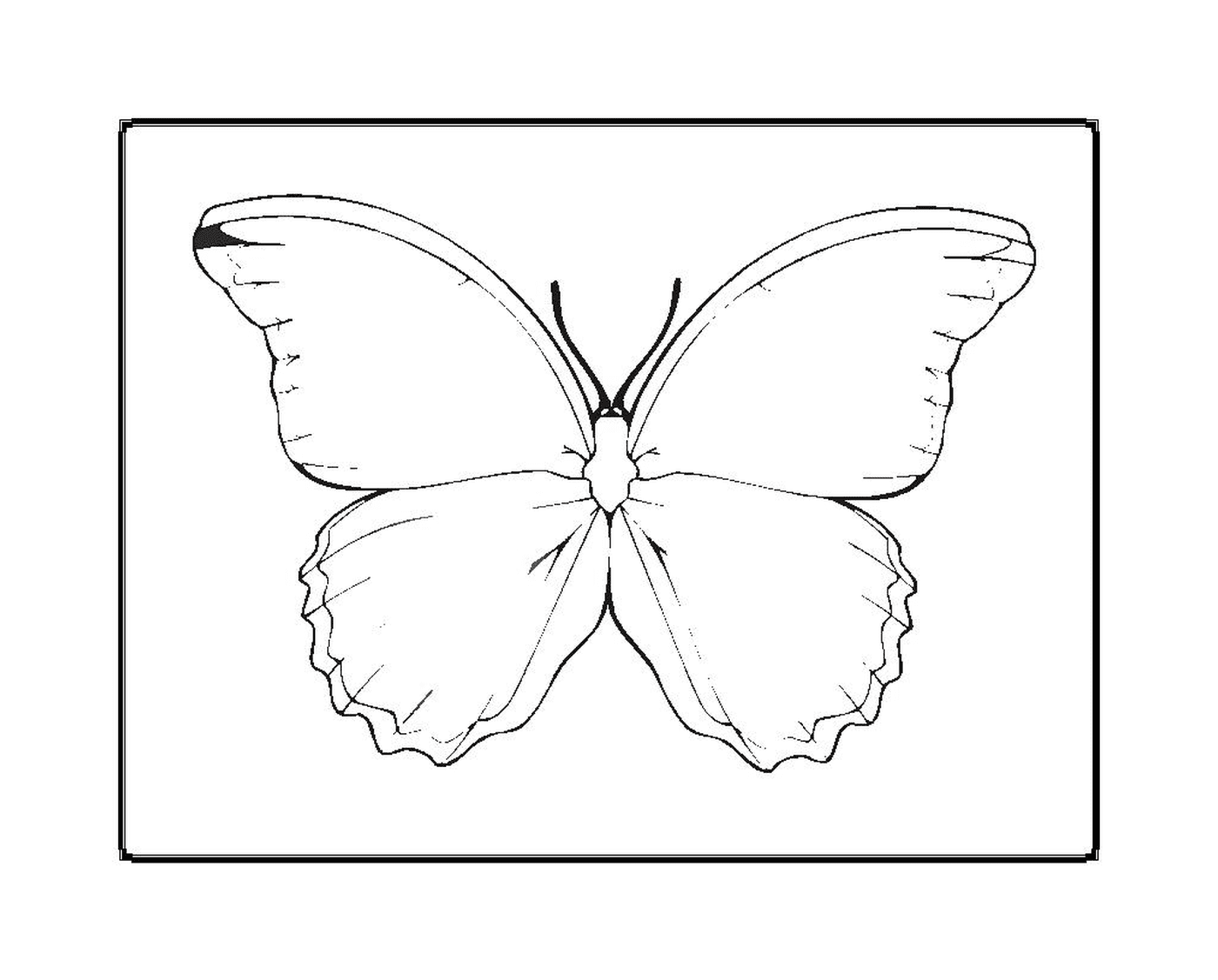 coloriage papillon 60