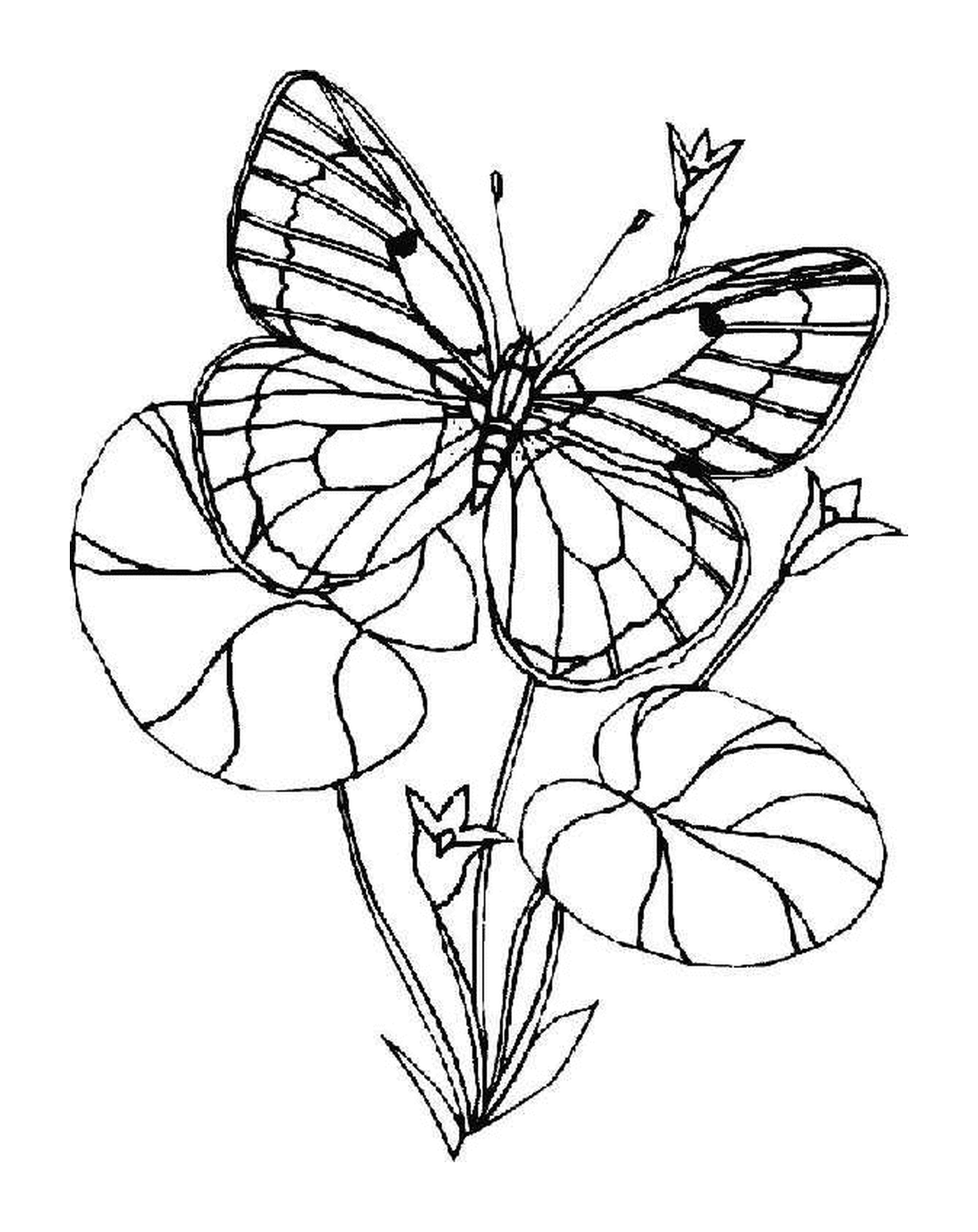 coloriage papillon et fleur