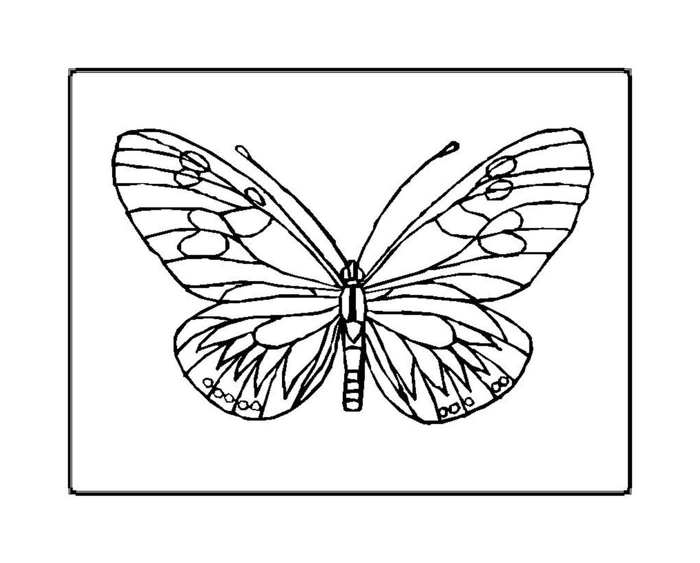 coloriage papillon 6