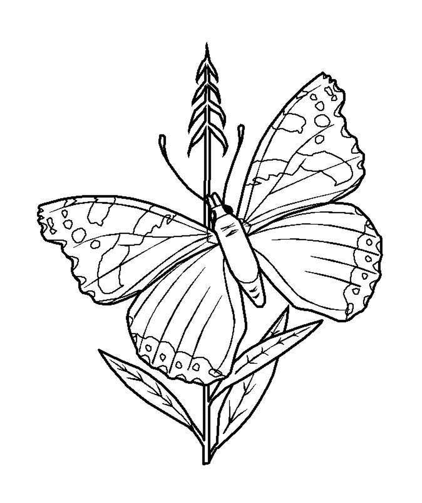 coloriage papillon et tige de fleur