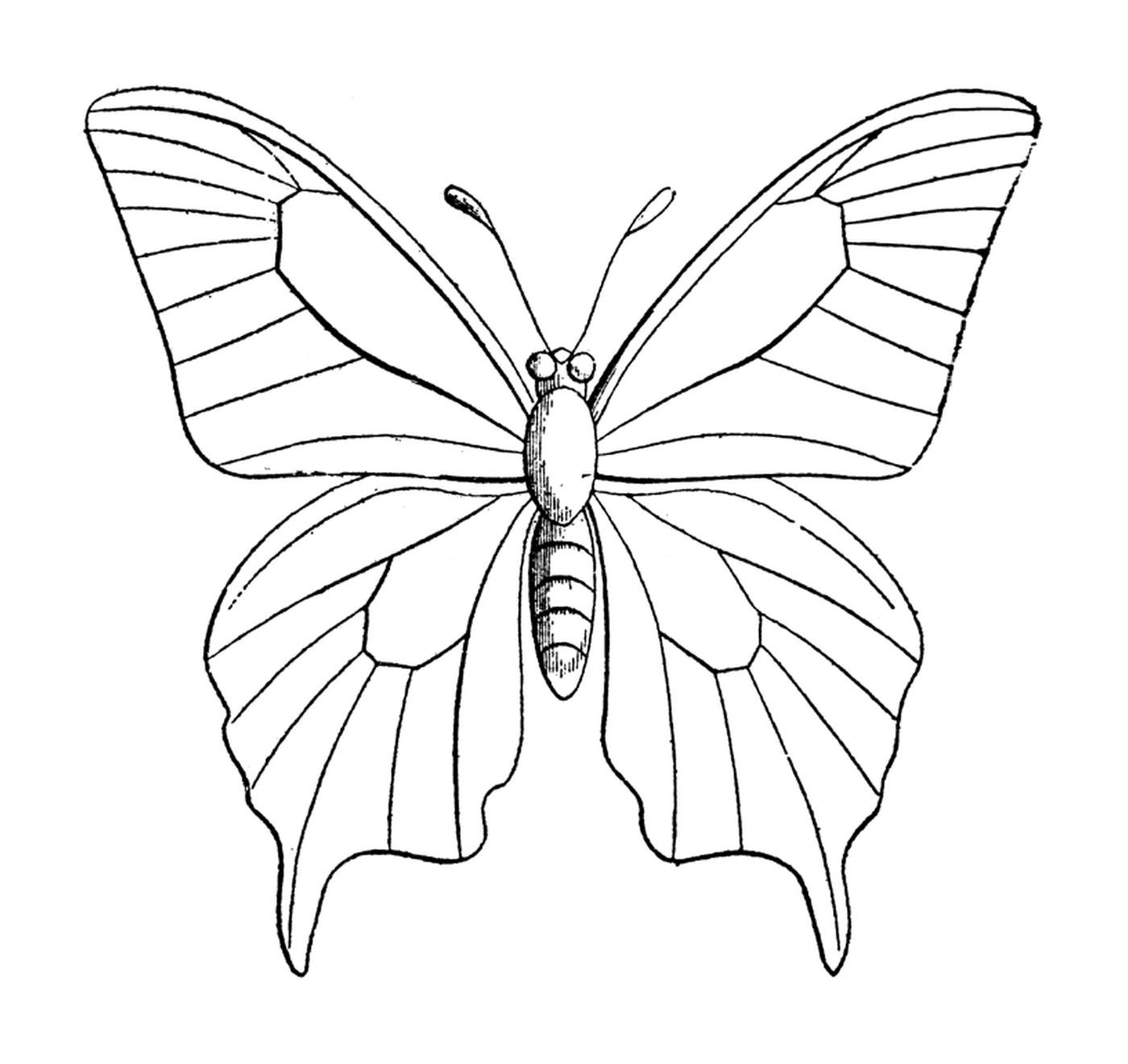 coloriage papillon 44