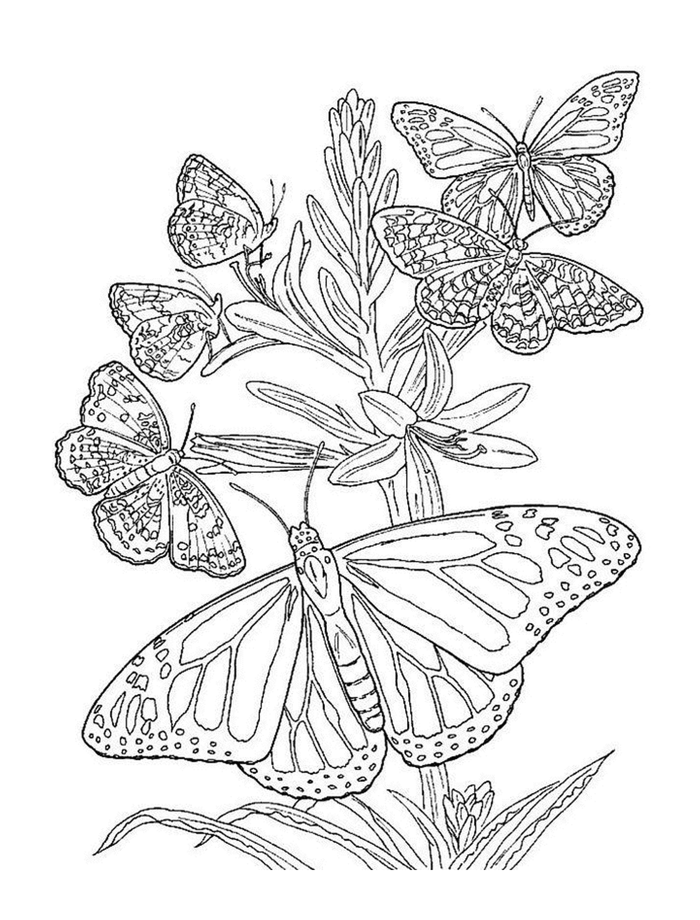 coloriage plusieurs papillons