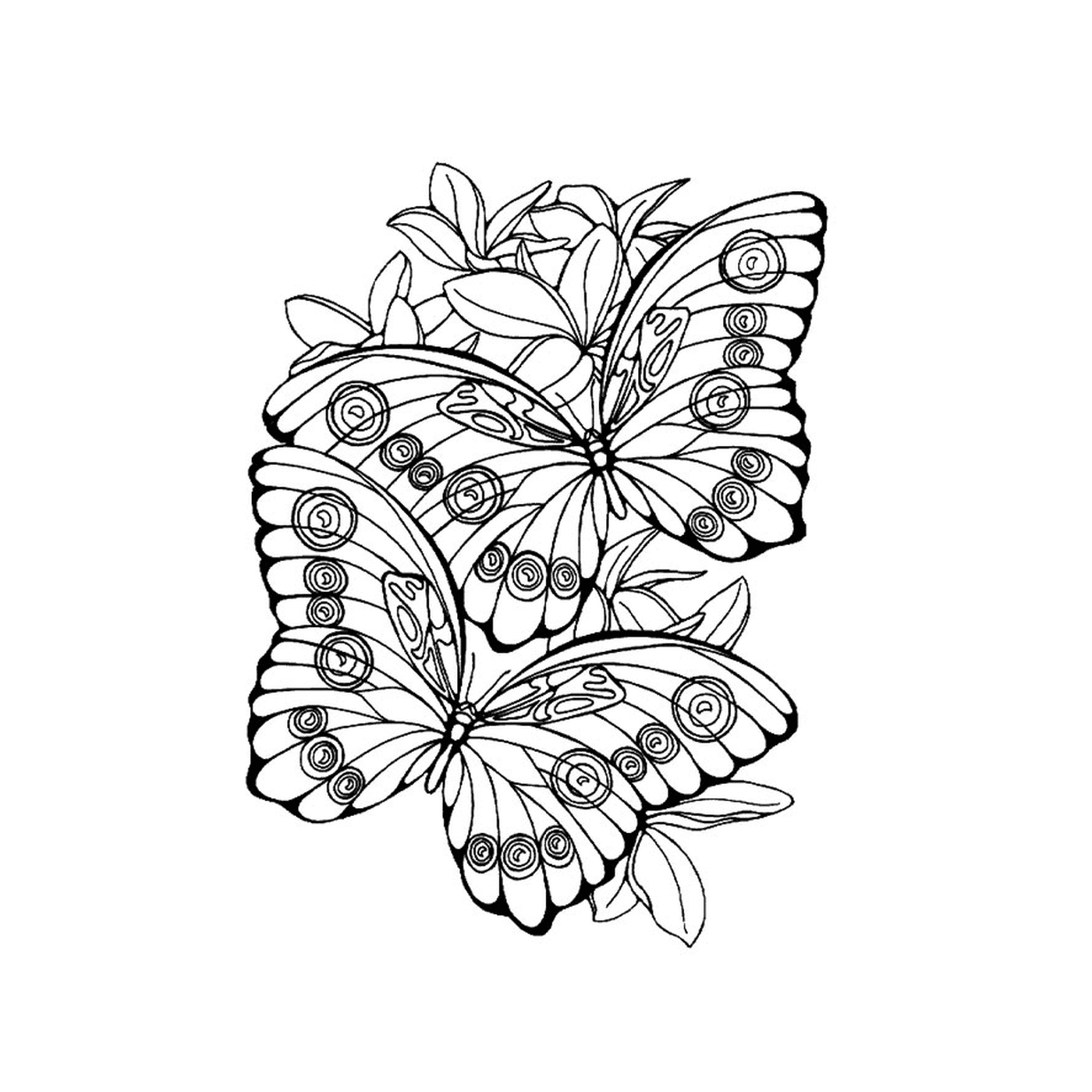 coloriage papillon isabelle