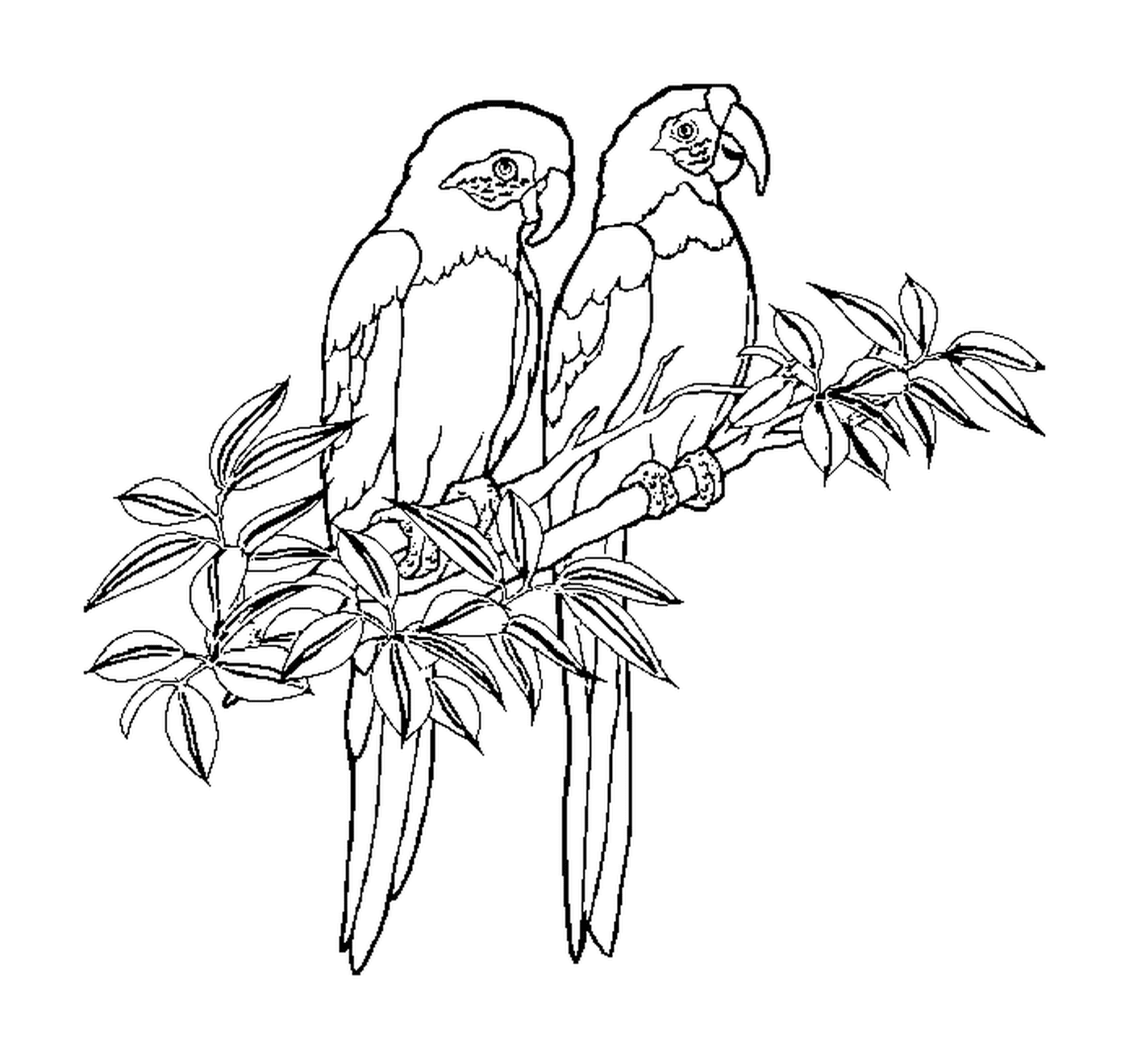 coloriage dessin de deux perroquets sur une branche