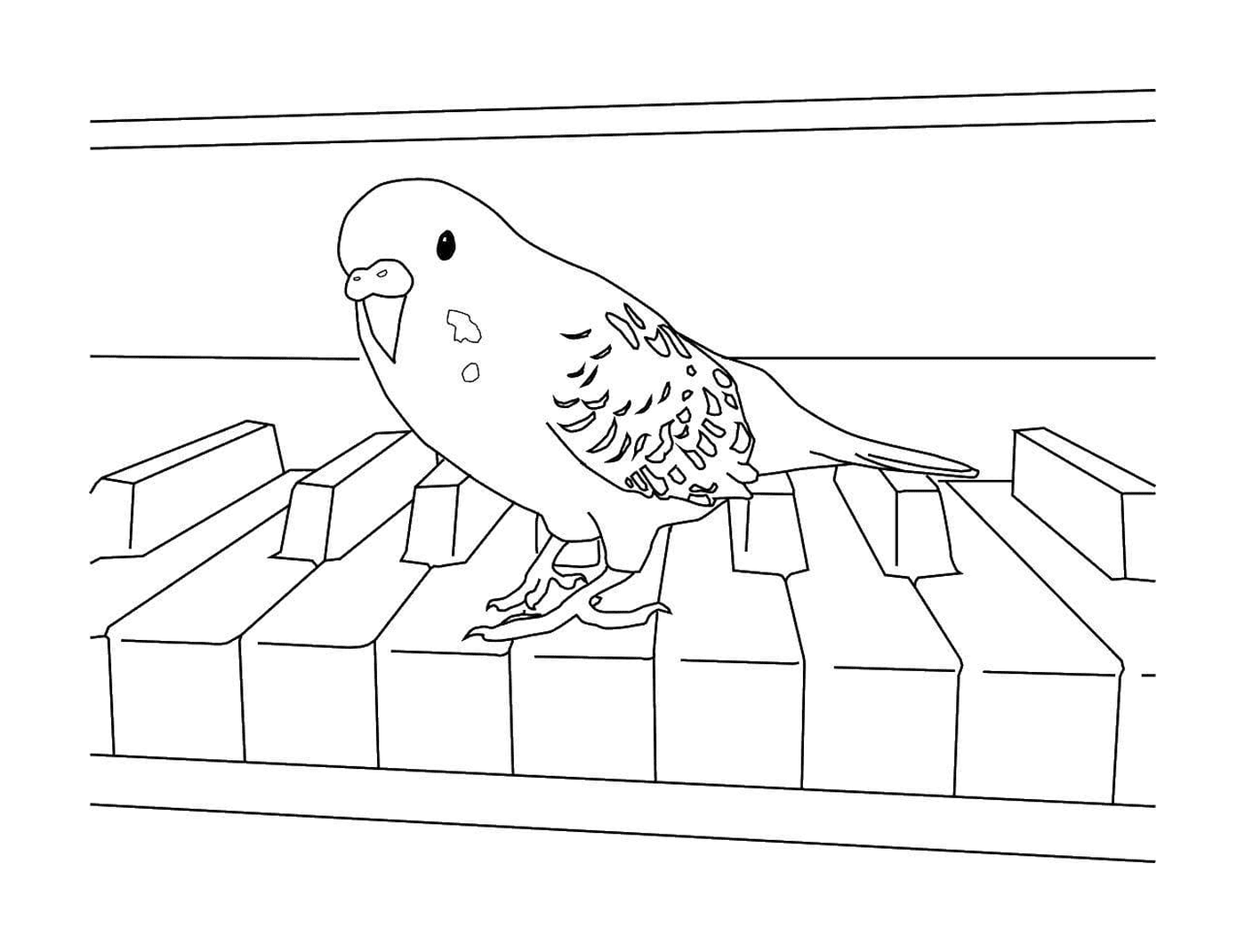 coloriage perroquet sur un piano