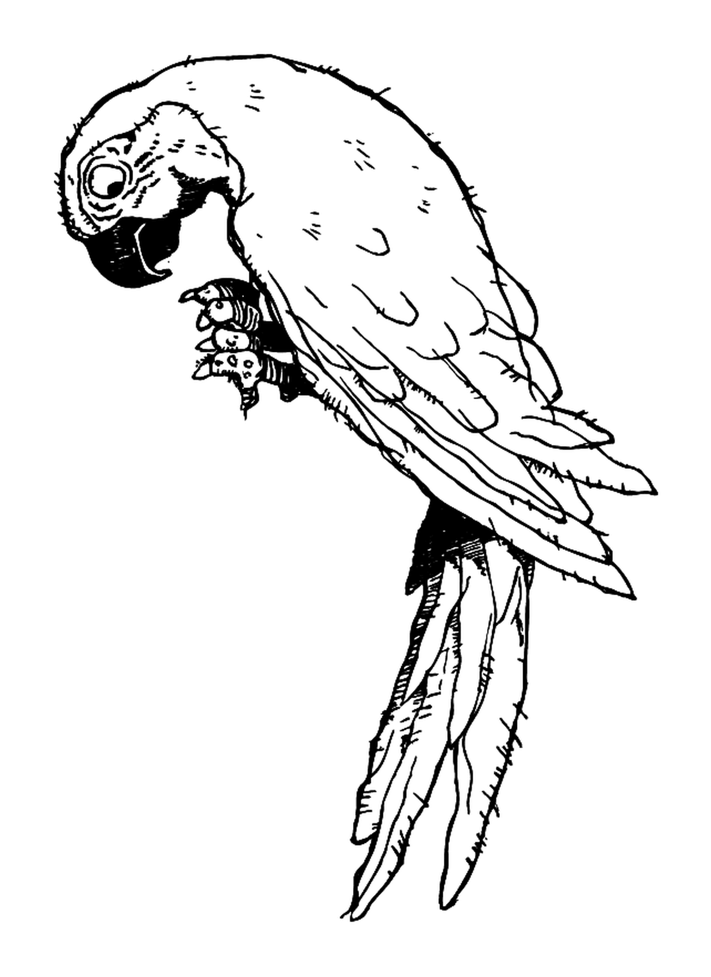 coloriage oiseau perruche perroquet animal