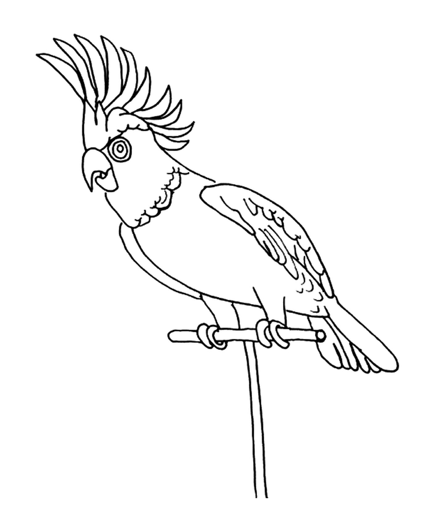 perroquet avec une crete