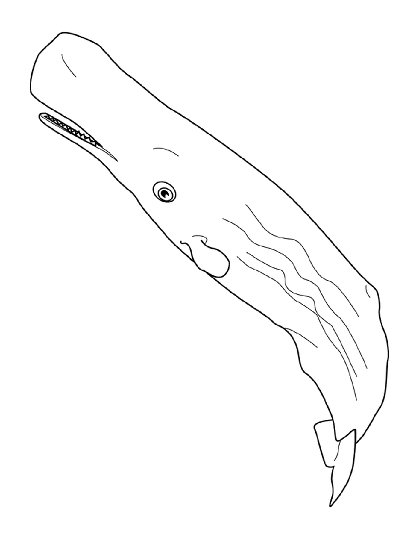 coloriage baleine sperm