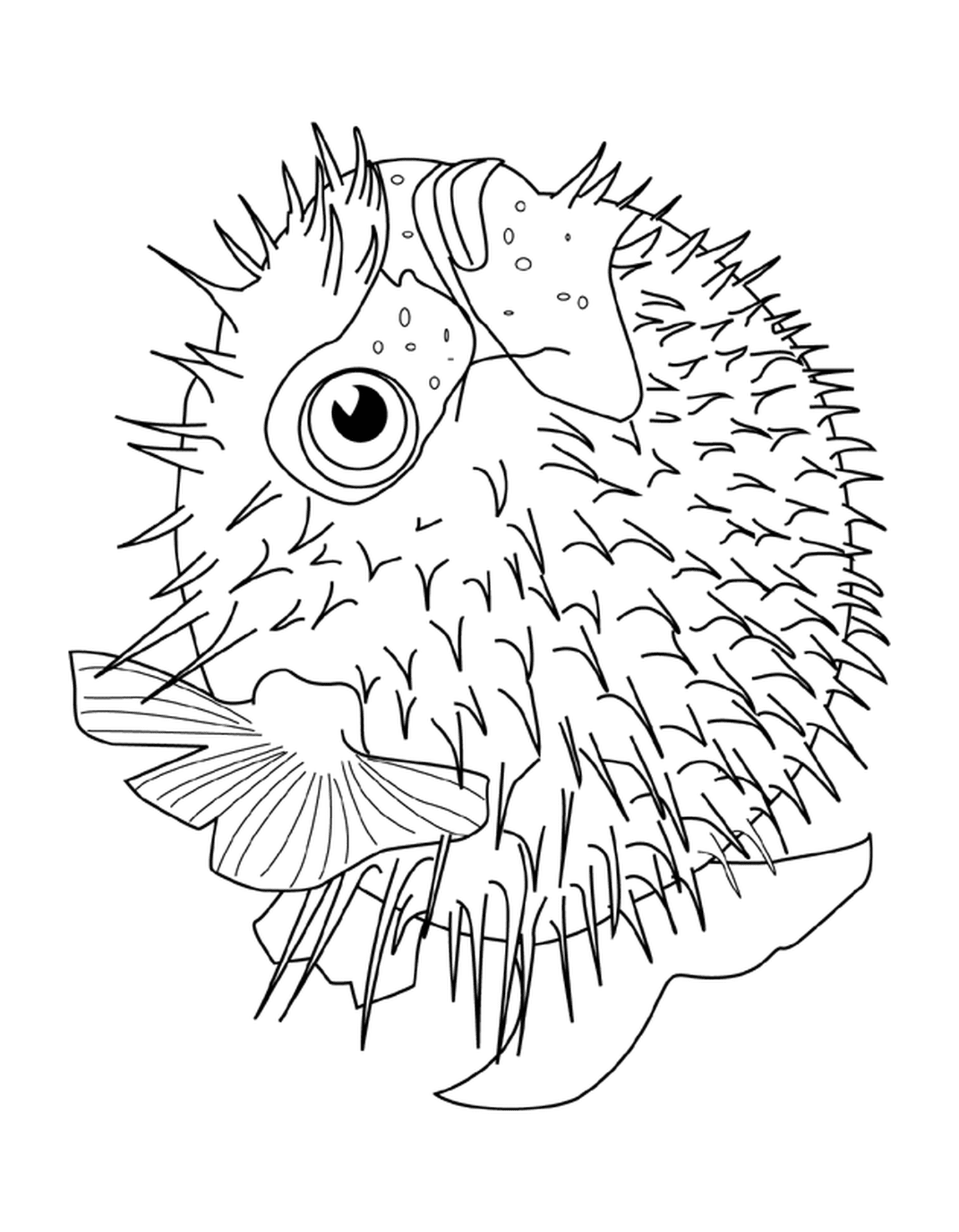 coloriage blowfish