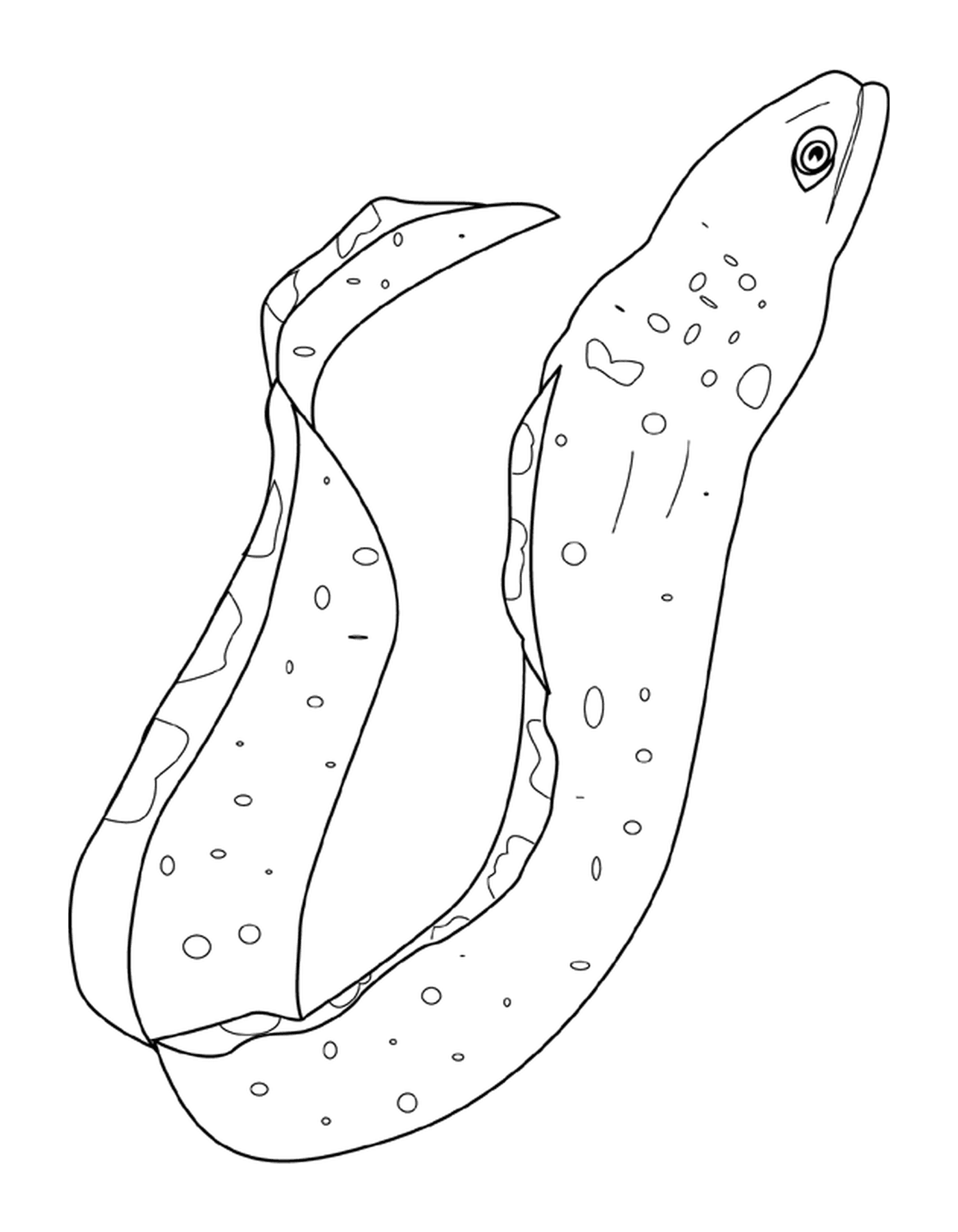 coloriage moray eel