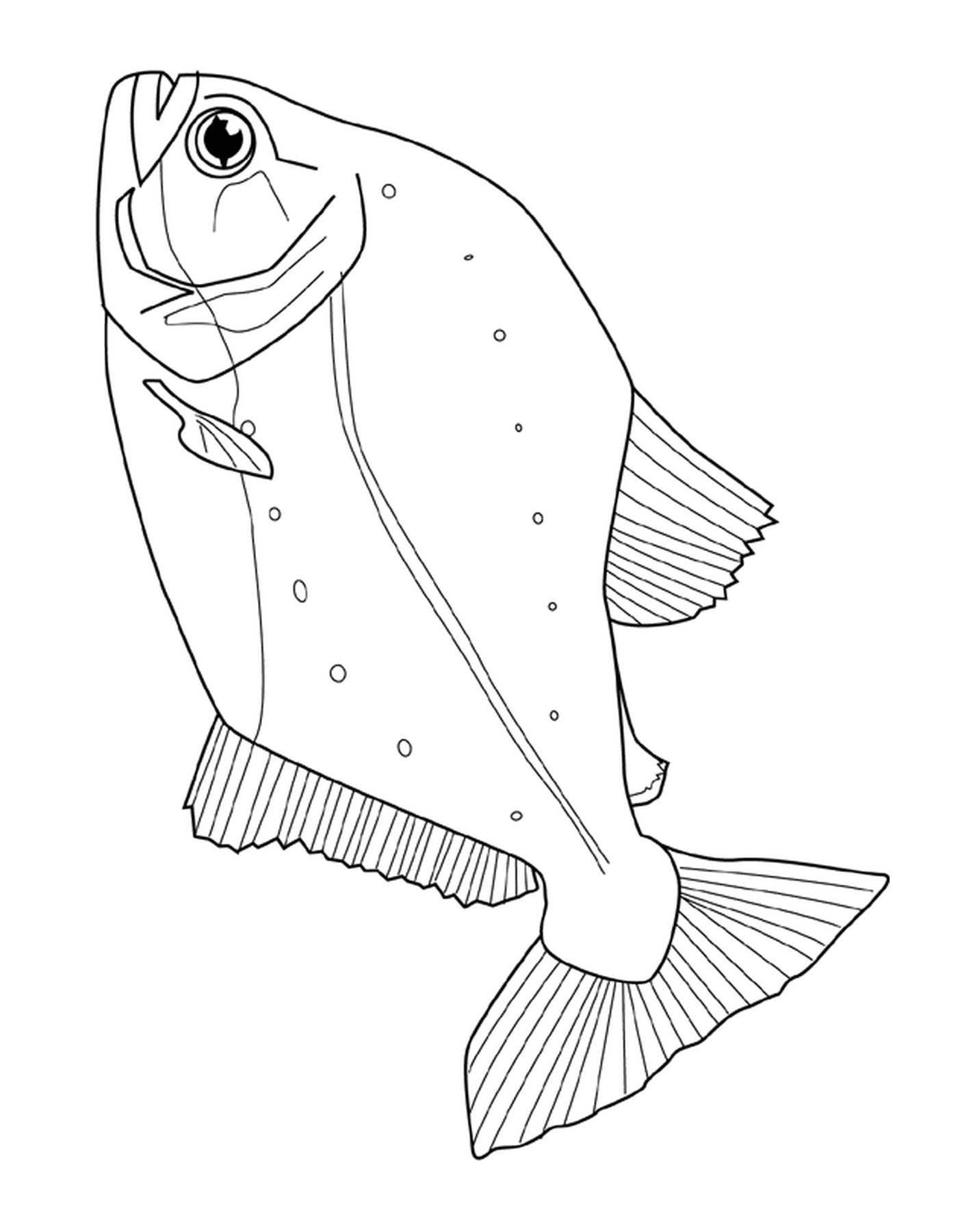 coloriage piranha