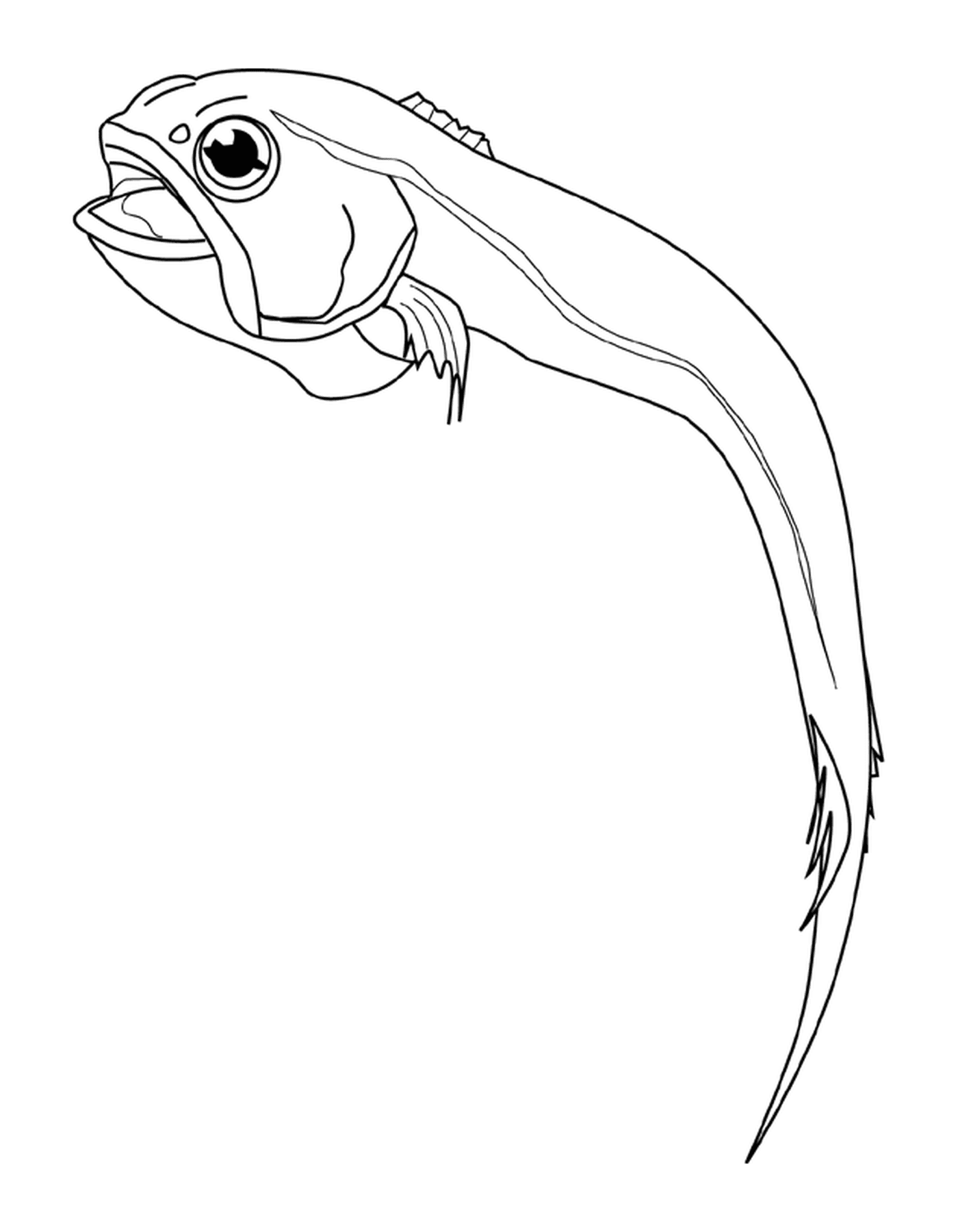 coloriage rattail fish
