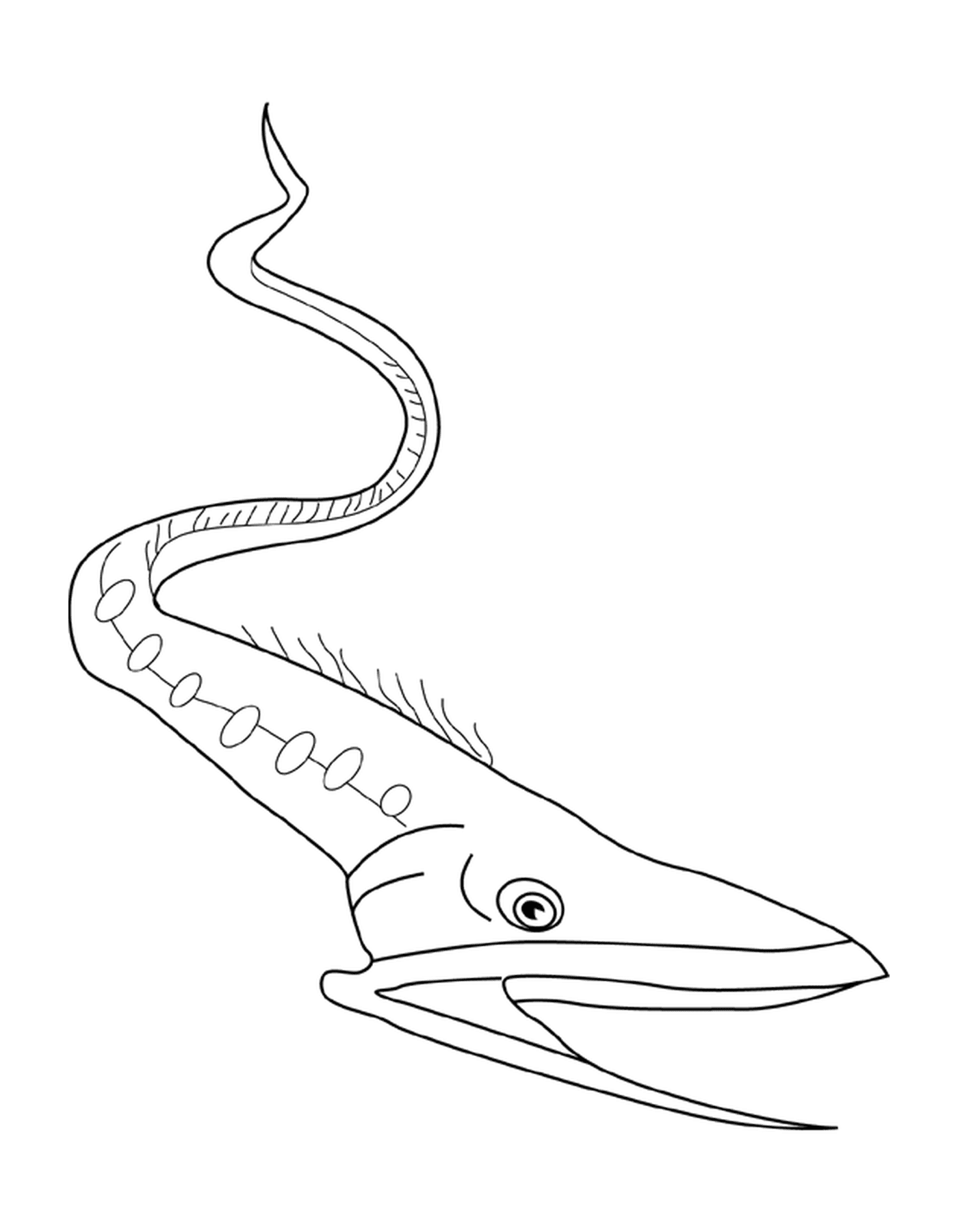 coloriage anguille gulper