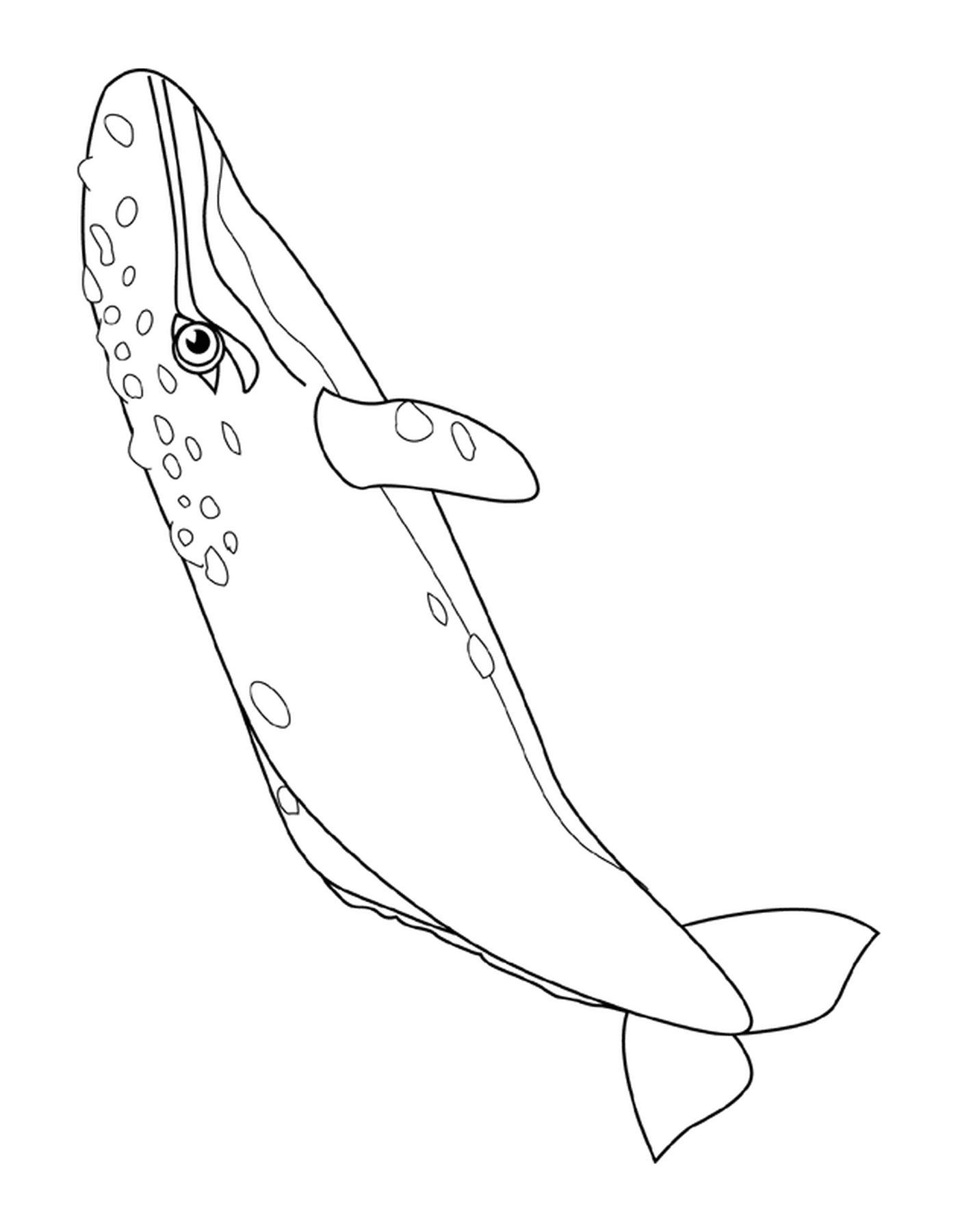 coloriage gray whale