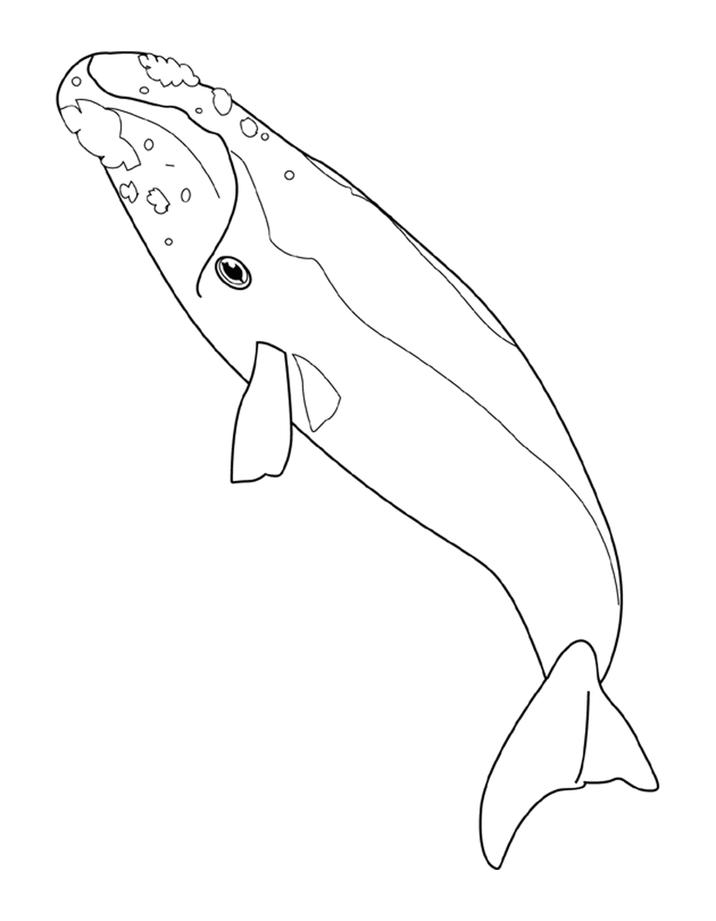 coloriage right whale