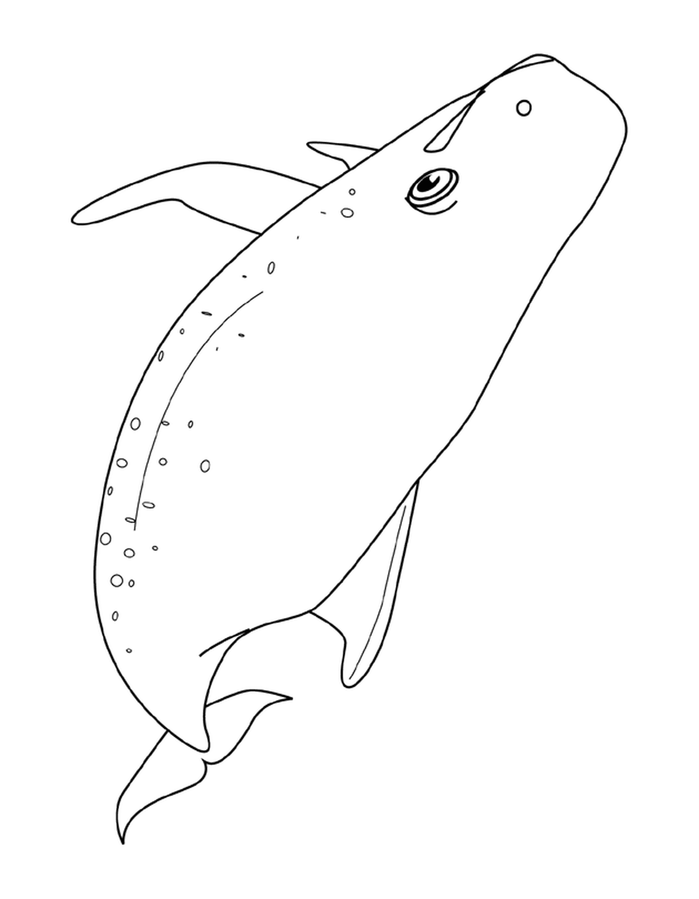 coloriage baleine