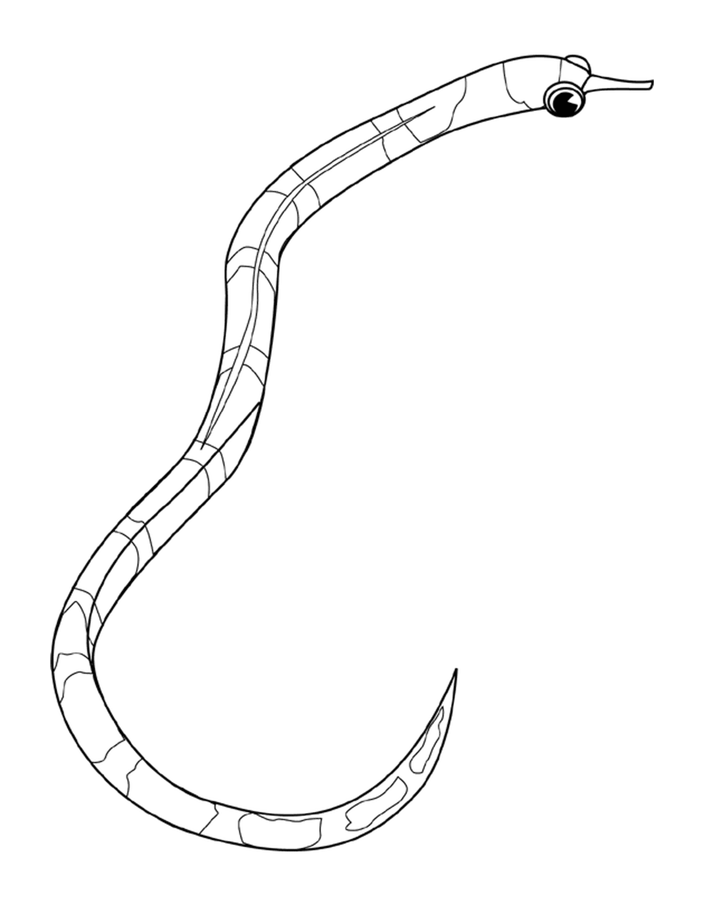 coloriage banded pipefish