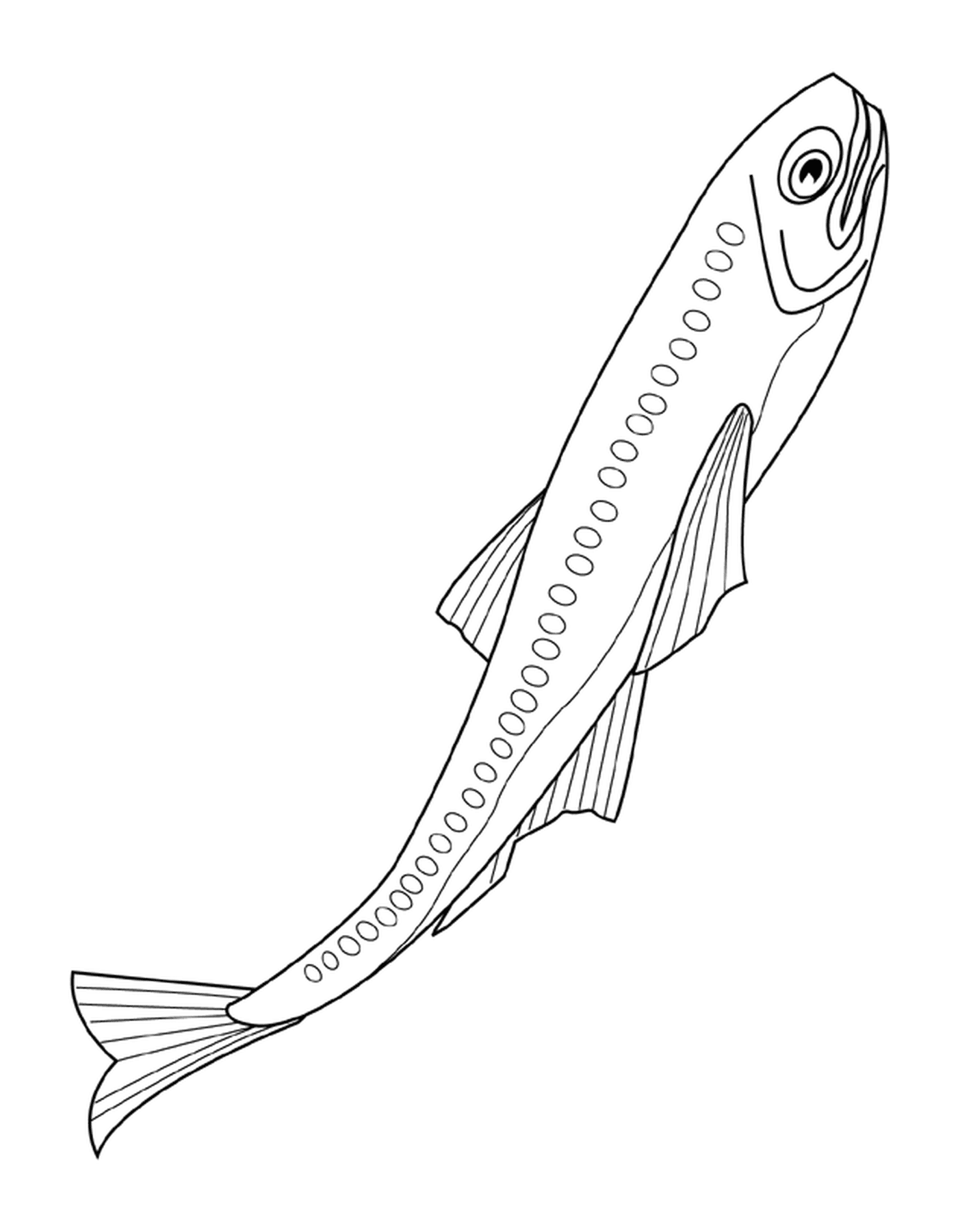 coloriage lanternfish