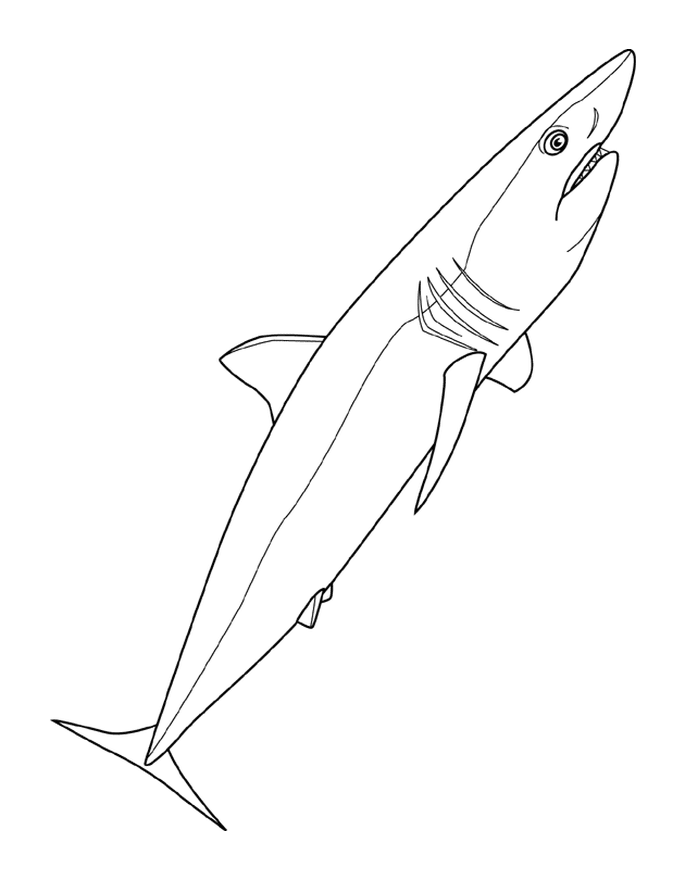coloriage mako shark
