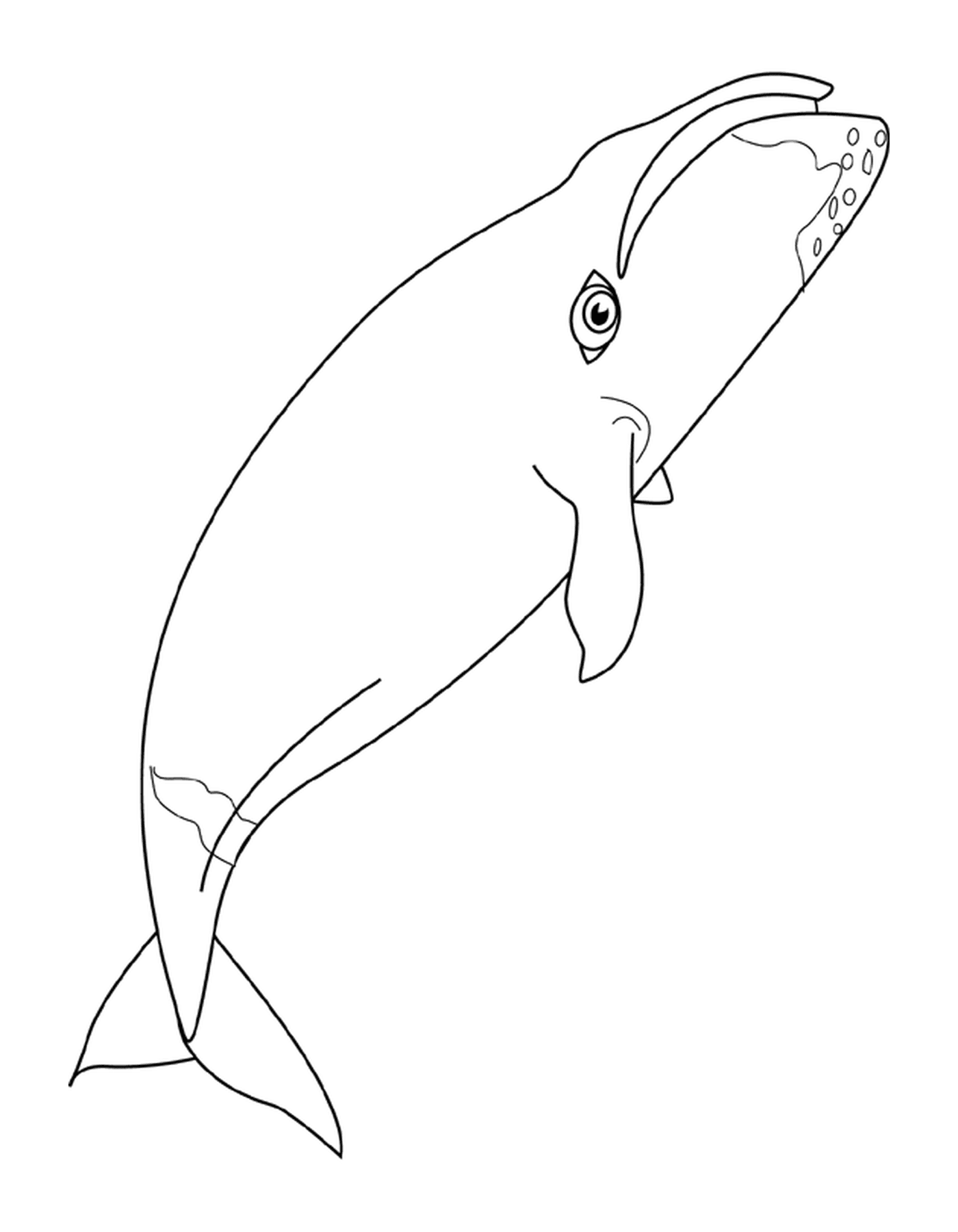 coloriage baleine bowhead