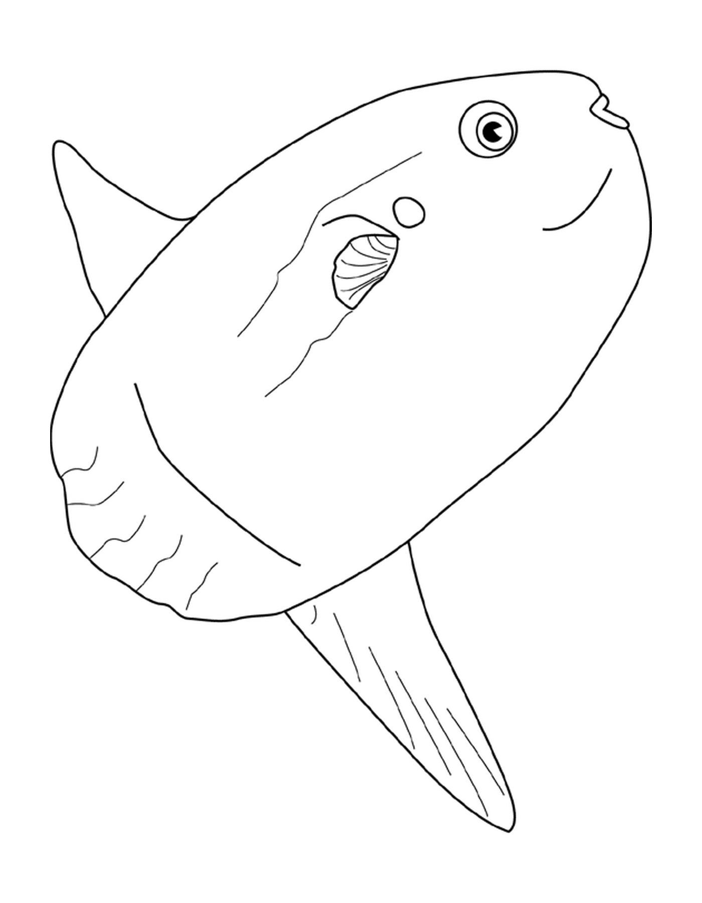 coloriage ocean sunfish