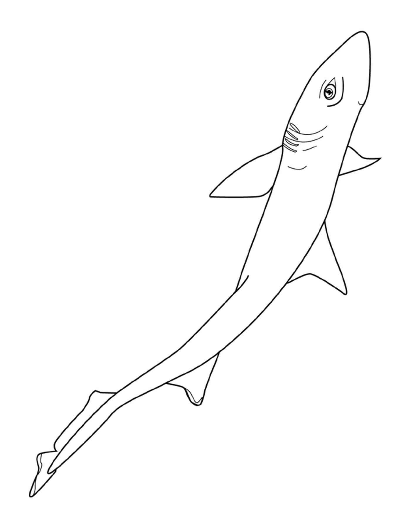coloriage aigrefin chien mer