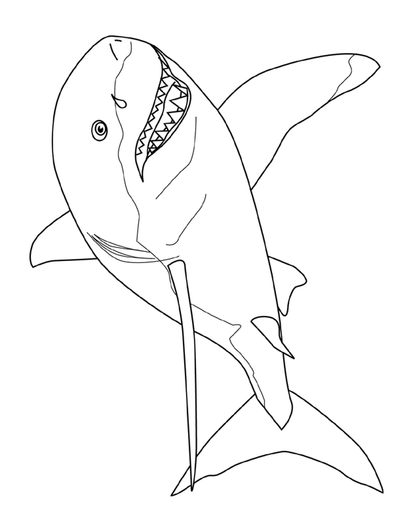 coloriage great white shark