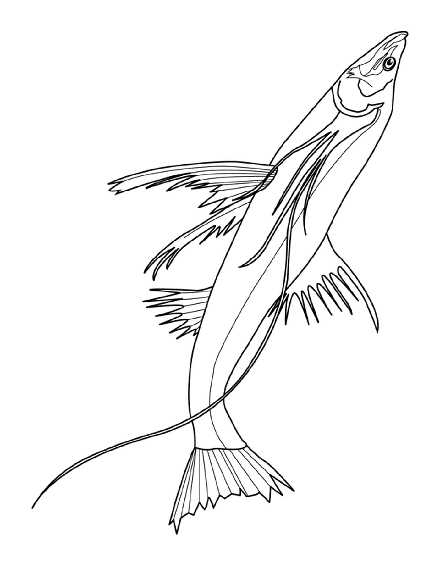 coloriage tripodfish
