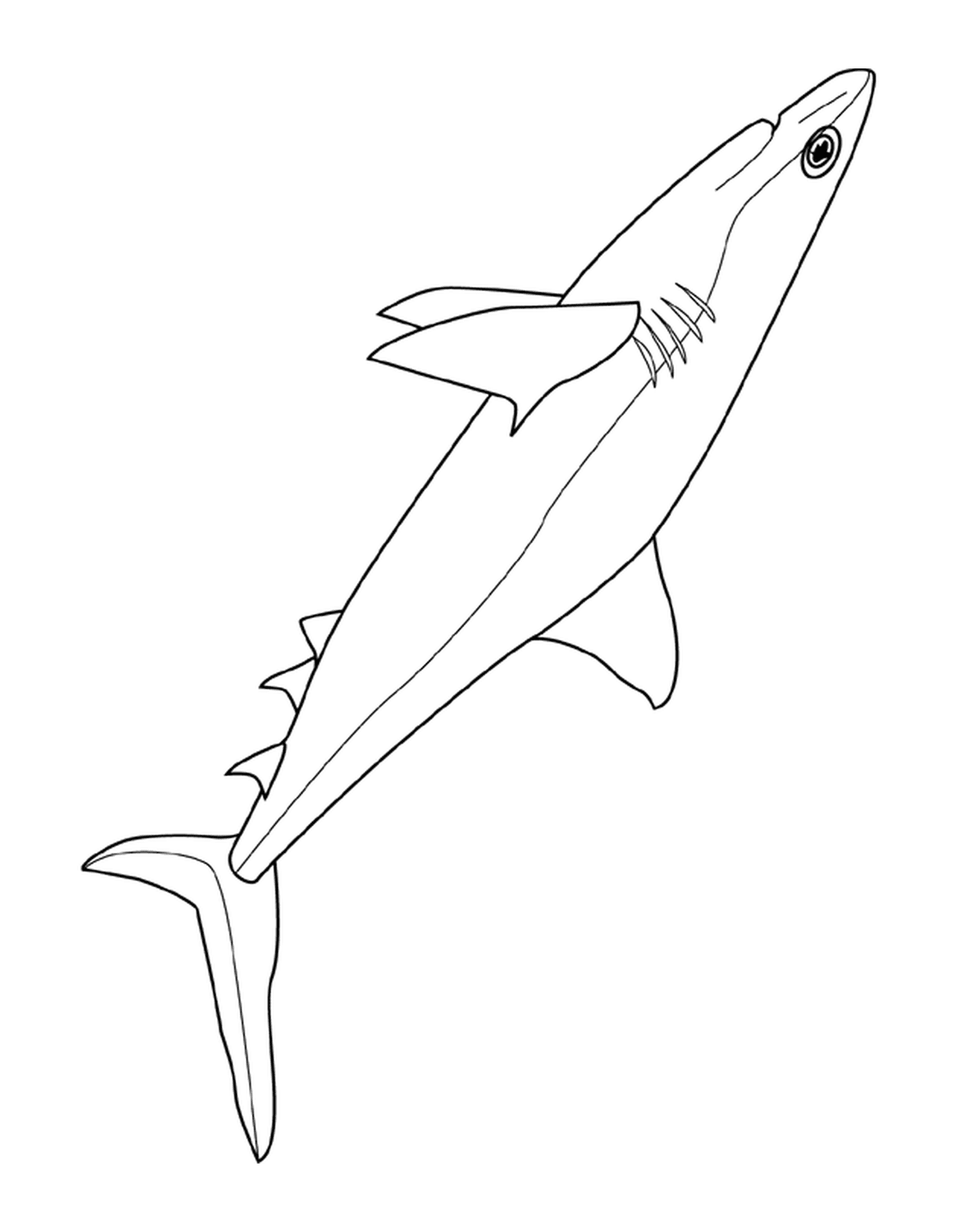 coloriage requin 2