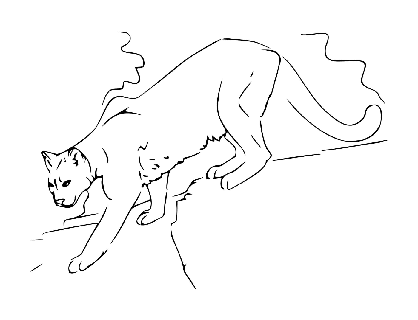 coloriage puma le cougar de montagne