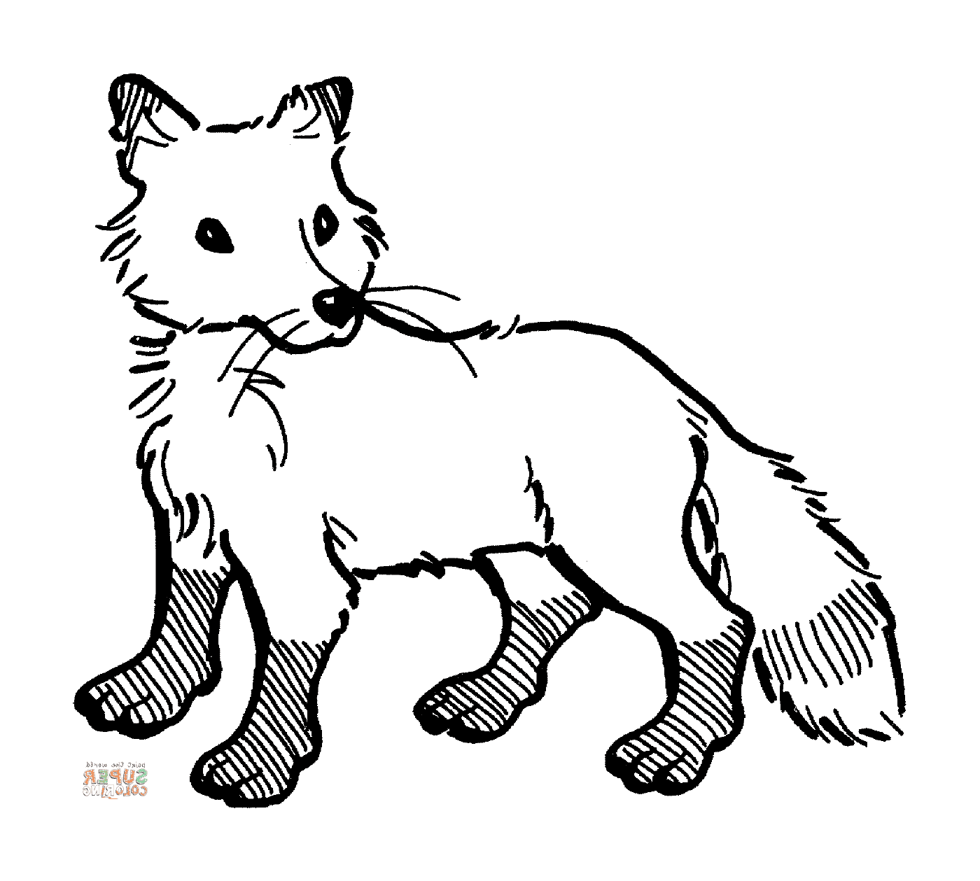 coloriage bebe renard roux fox