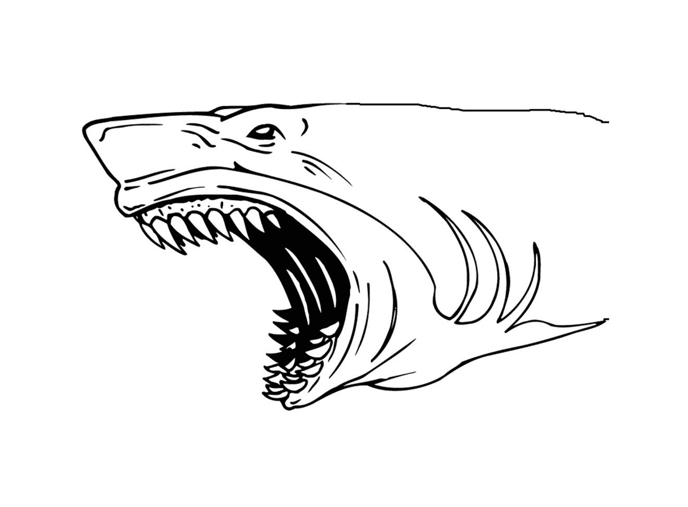coloriage requin avec de grandes dents