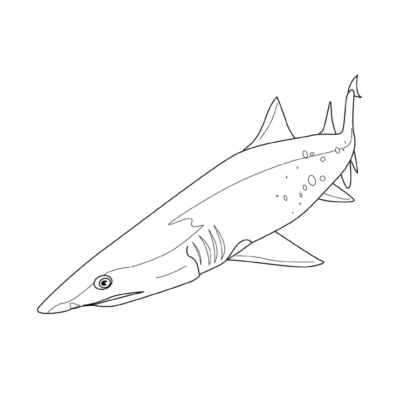 requin scie