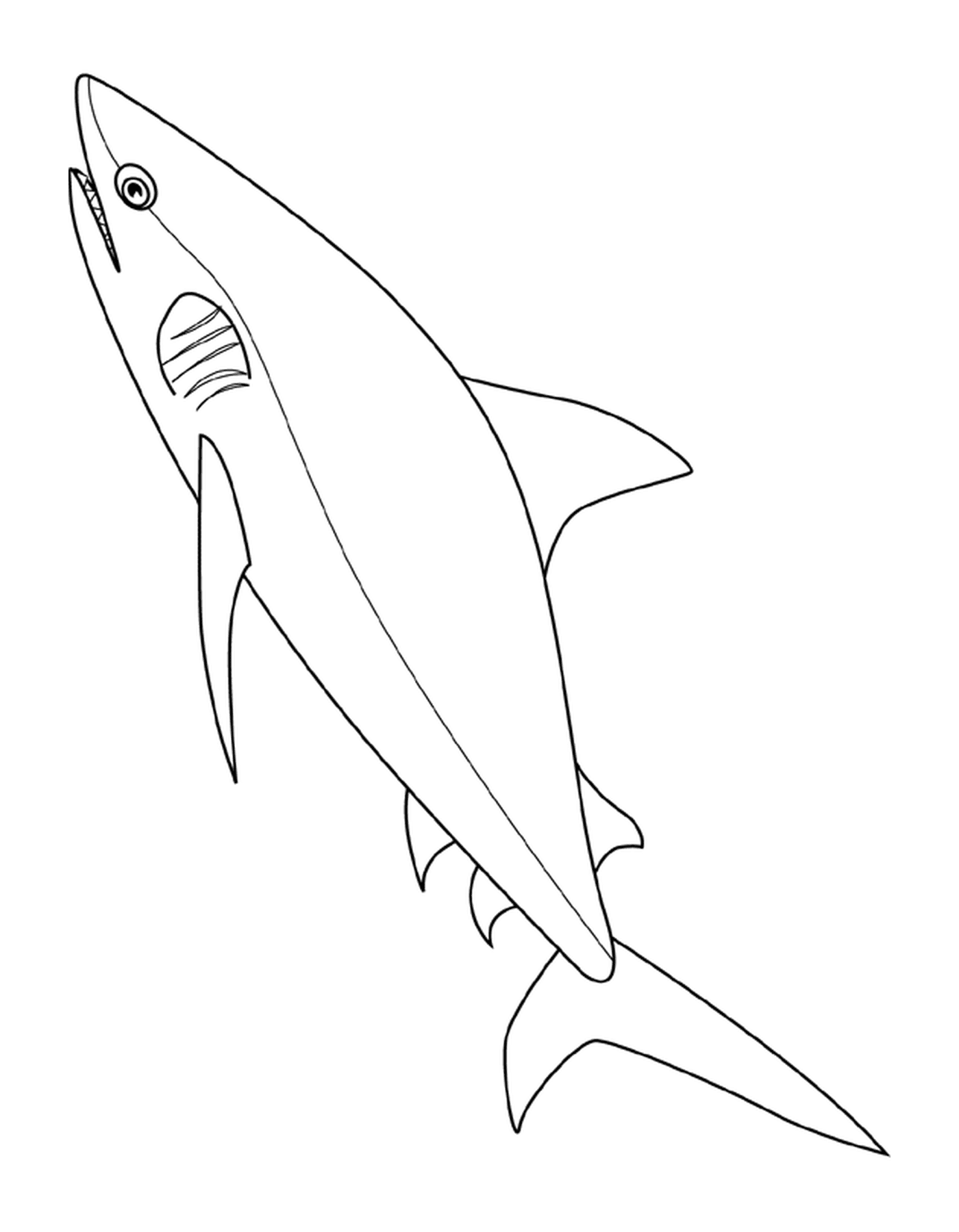 requin