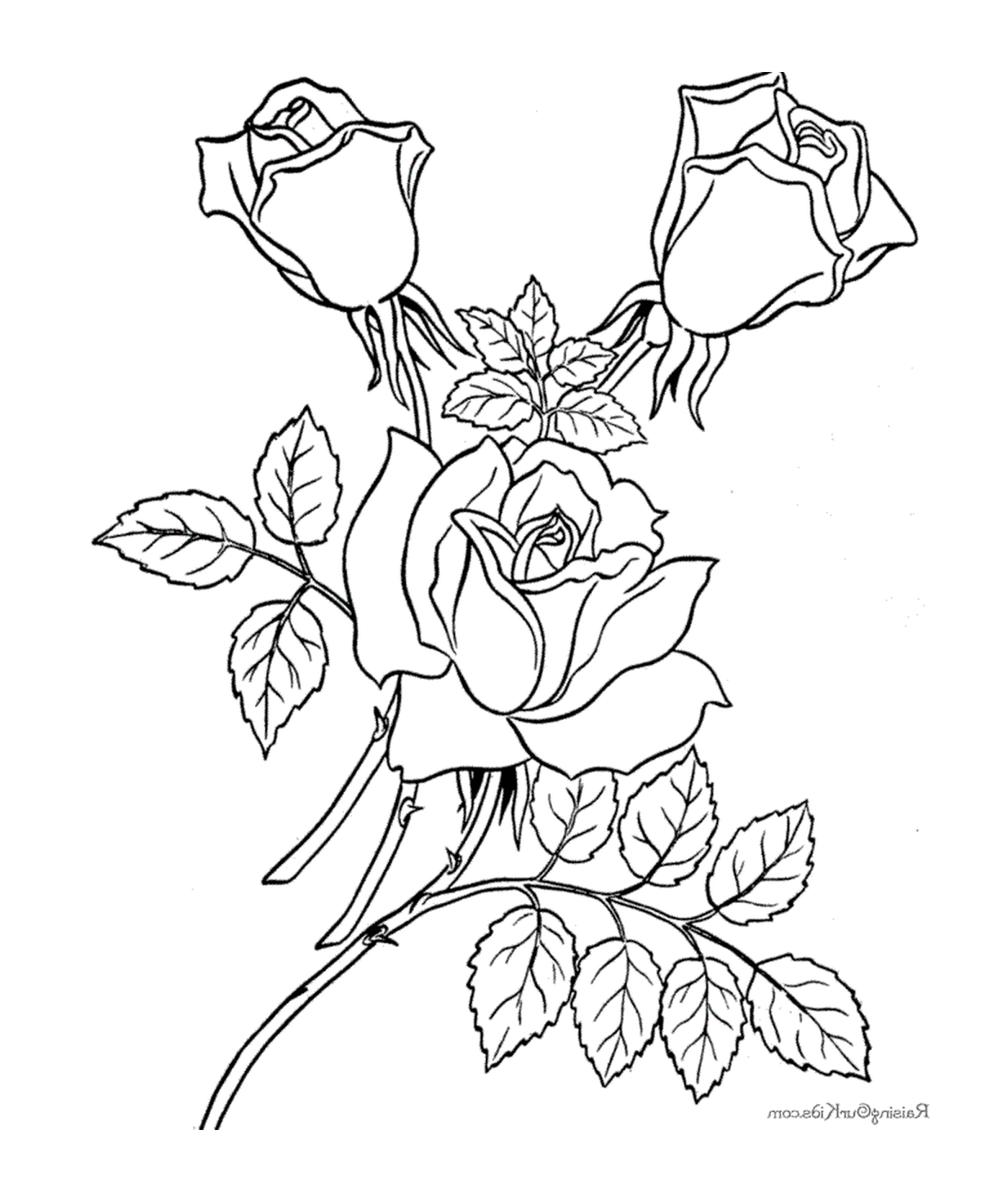 coloriage roses 116