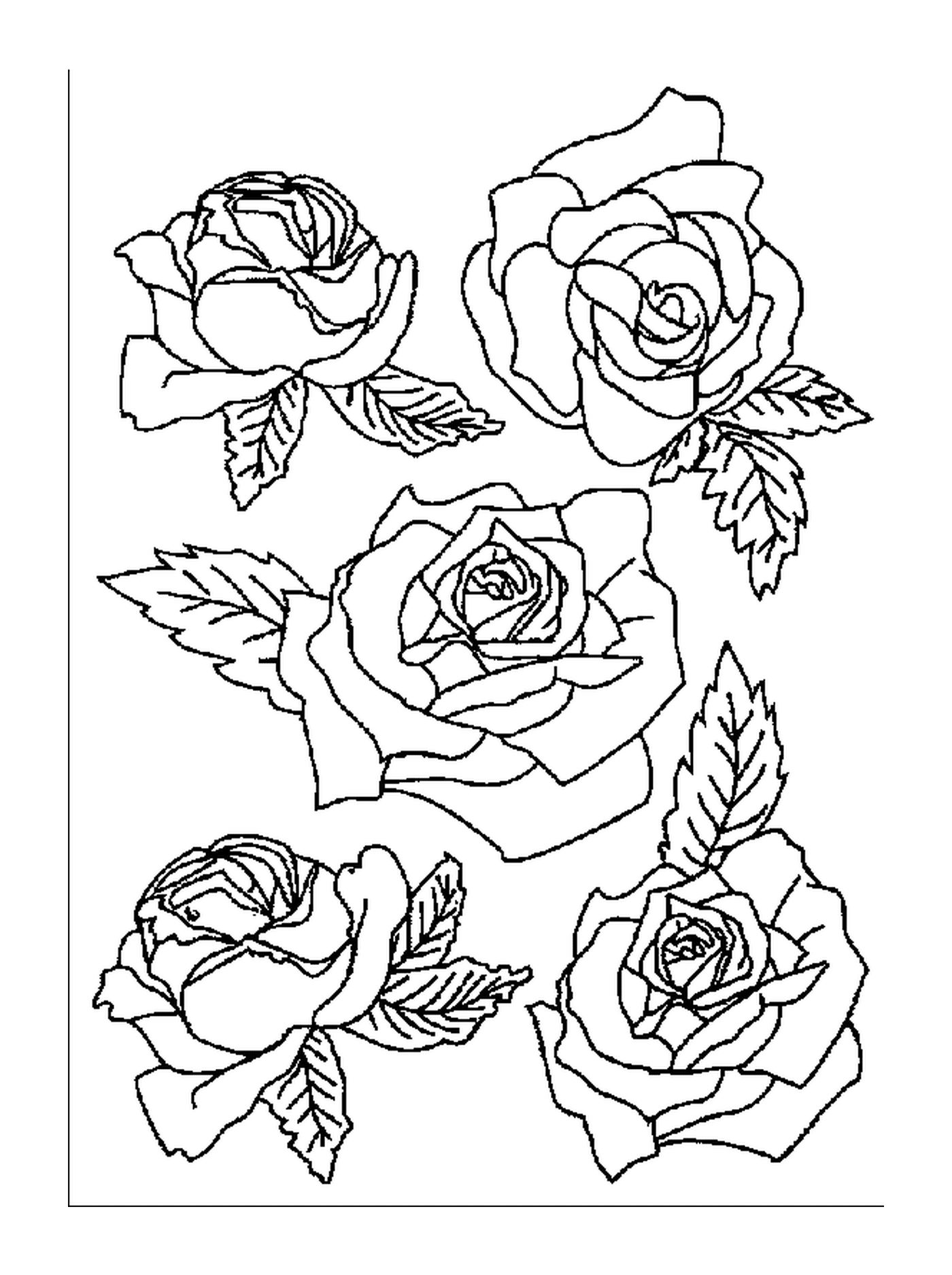 coloriage plusieurs roses