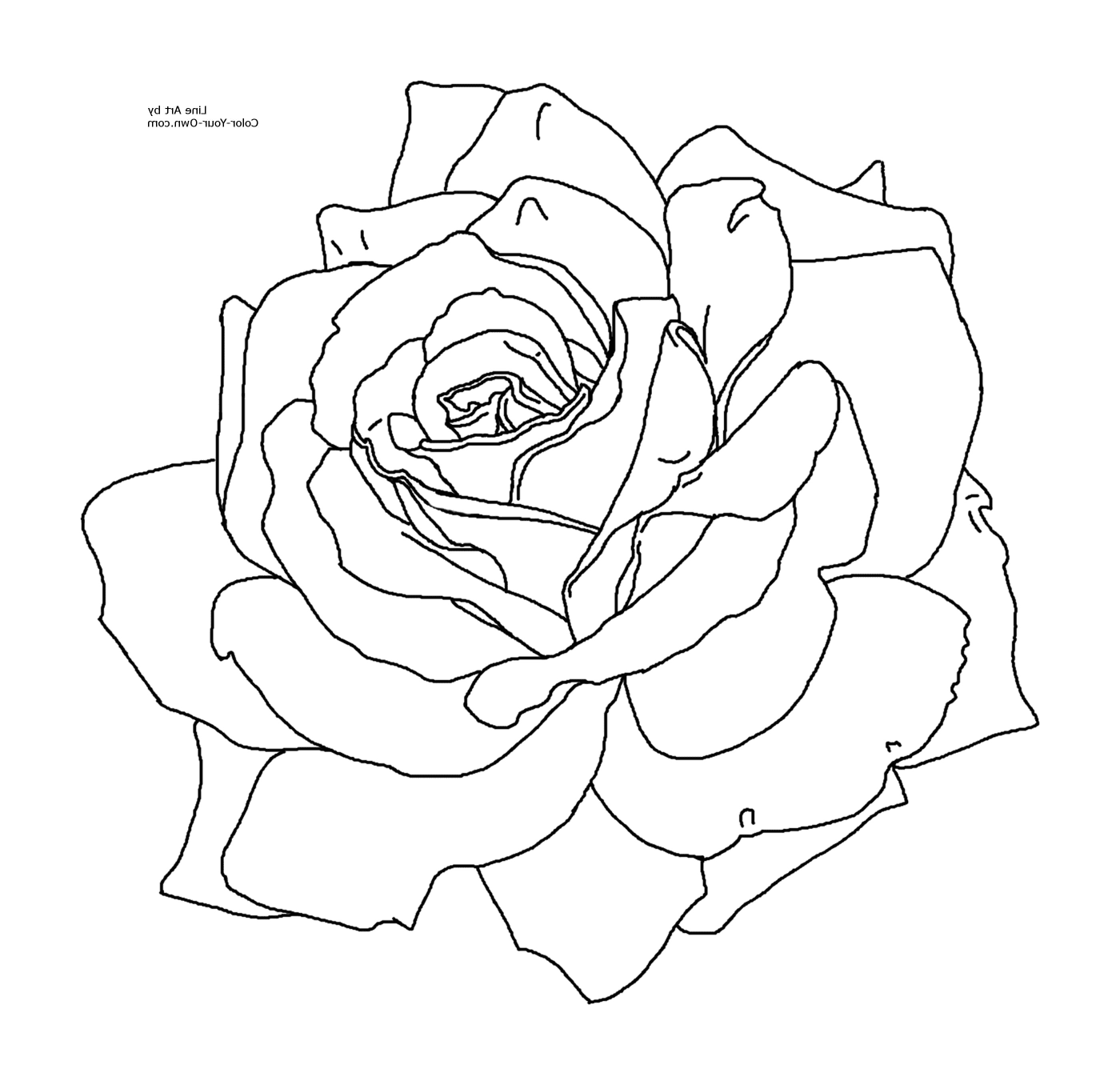 coloriage roses 6