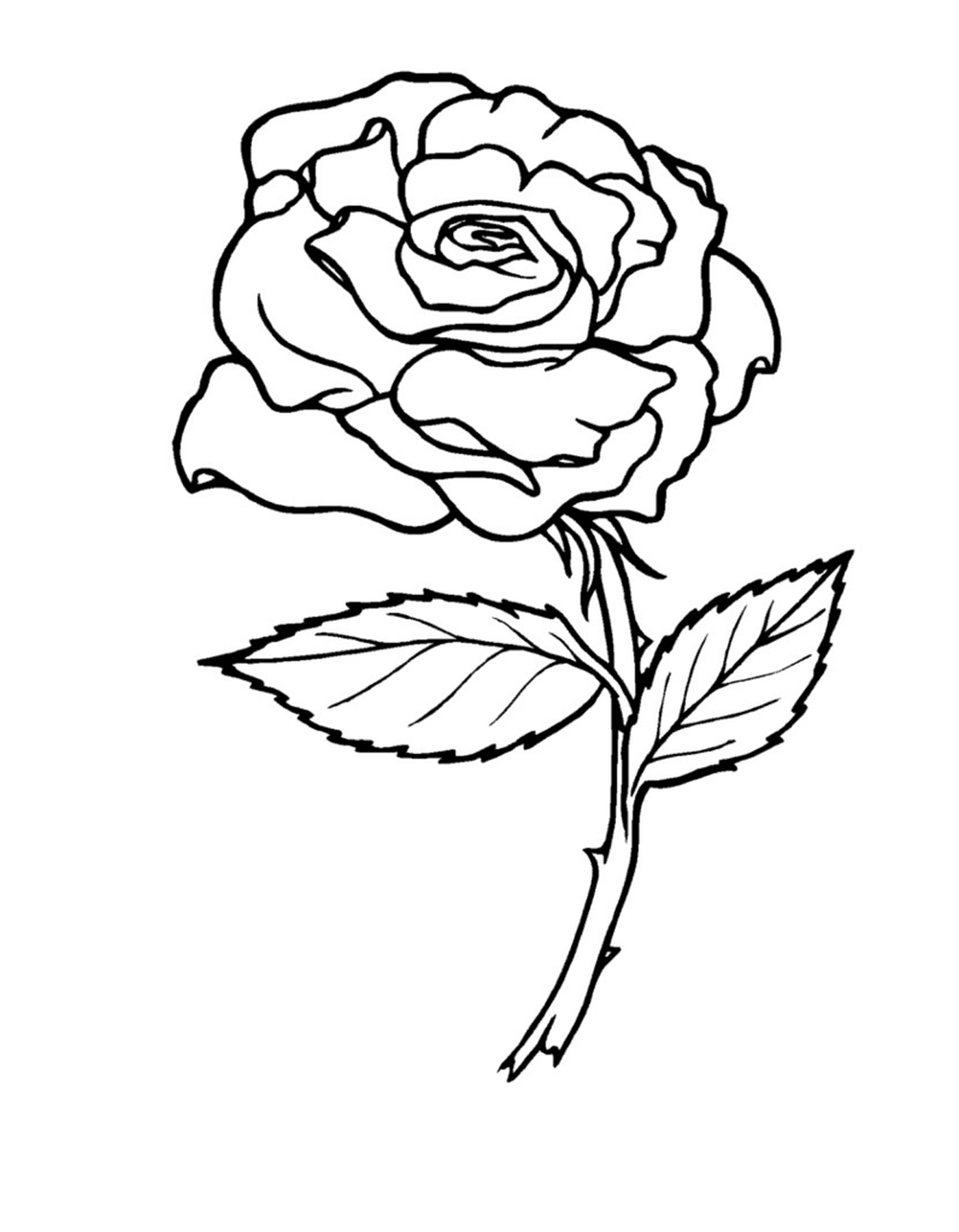 coloriage roses 3