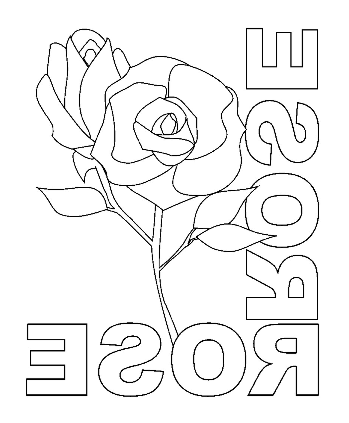 coloriage rose rose