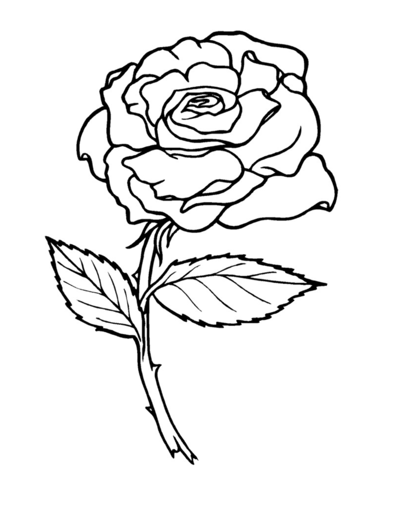 coloriage roses 2